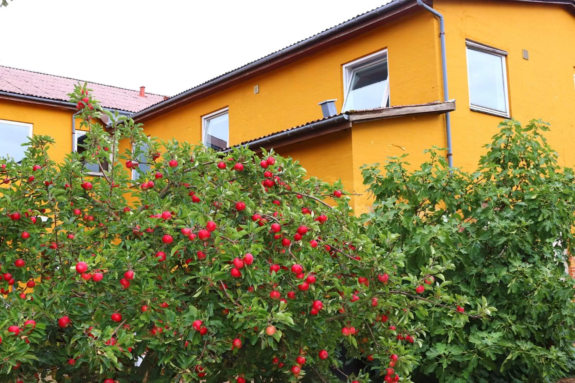 Garden in Kanns Hotel