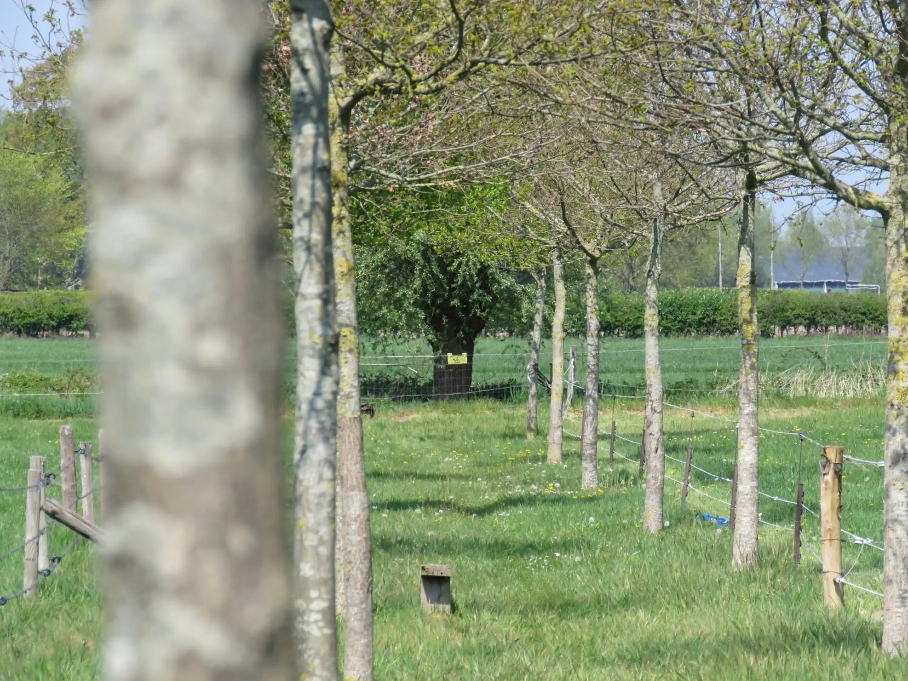 Garden in De Aze