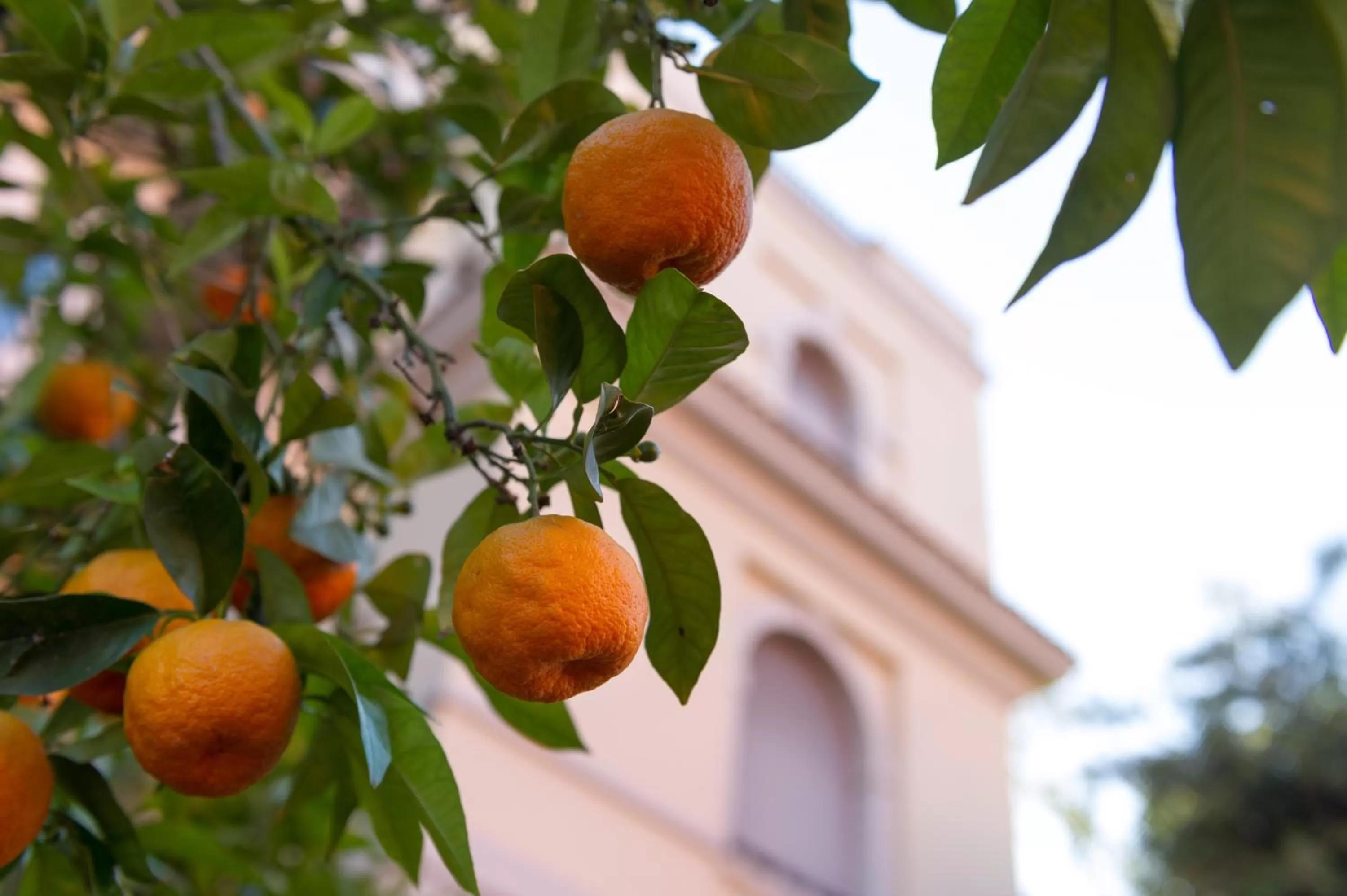 Garden in Hotel Degli Aranci