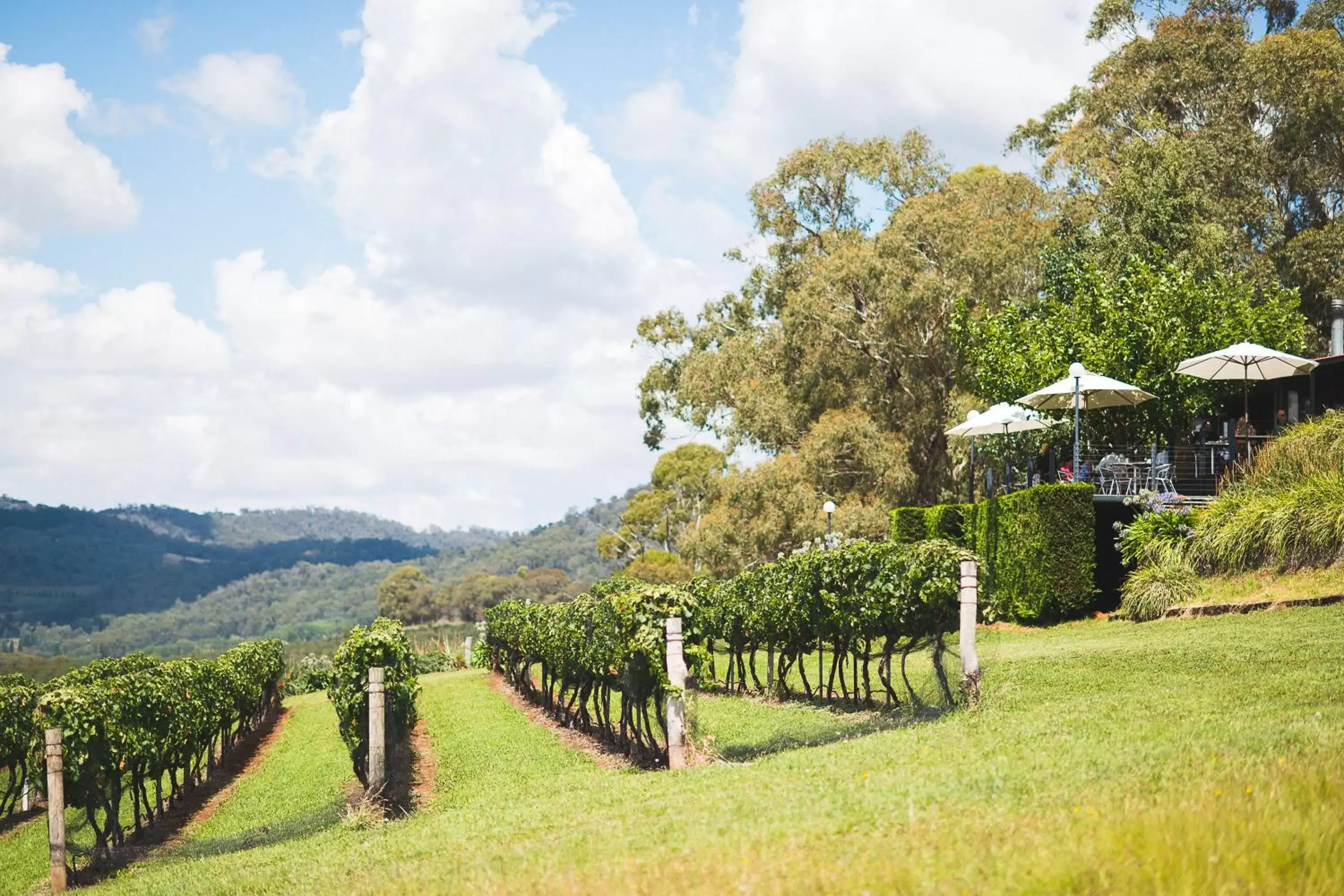 Day, Garden in Borrodell Vineyard