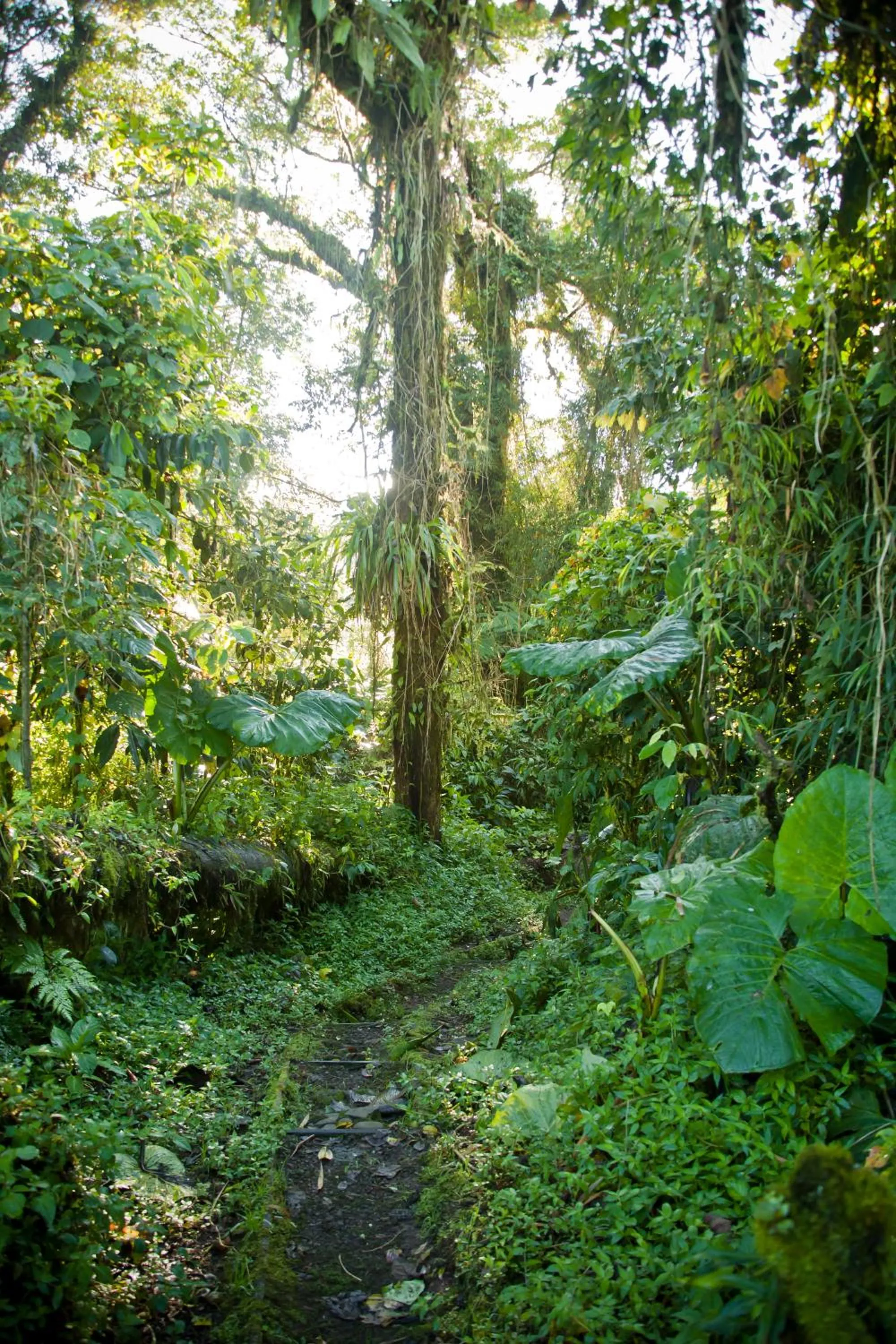 Hiking in Poas Volcano Lodge