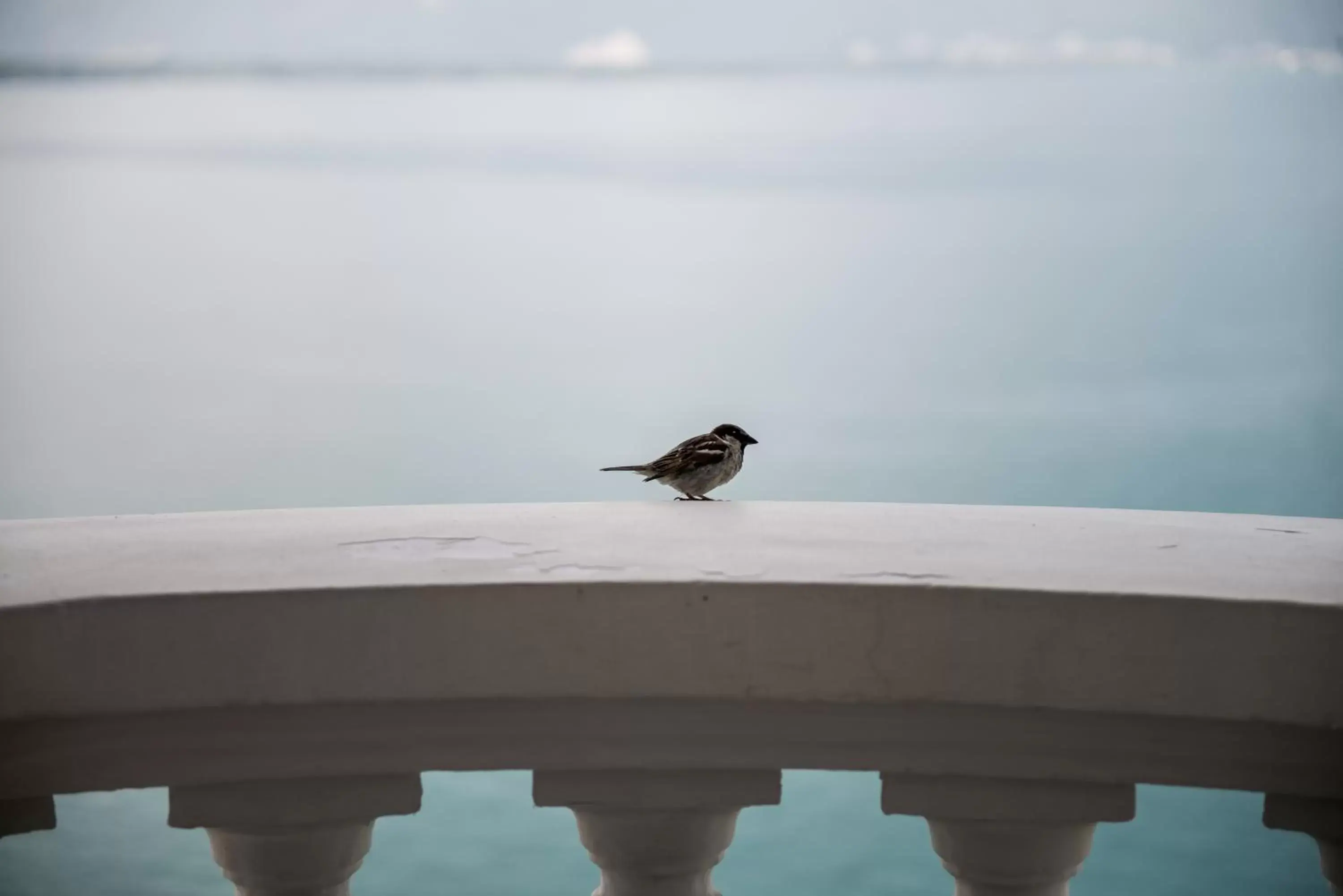 Lake view, Other Animals in Hôtel du Grand Lac Excelsior