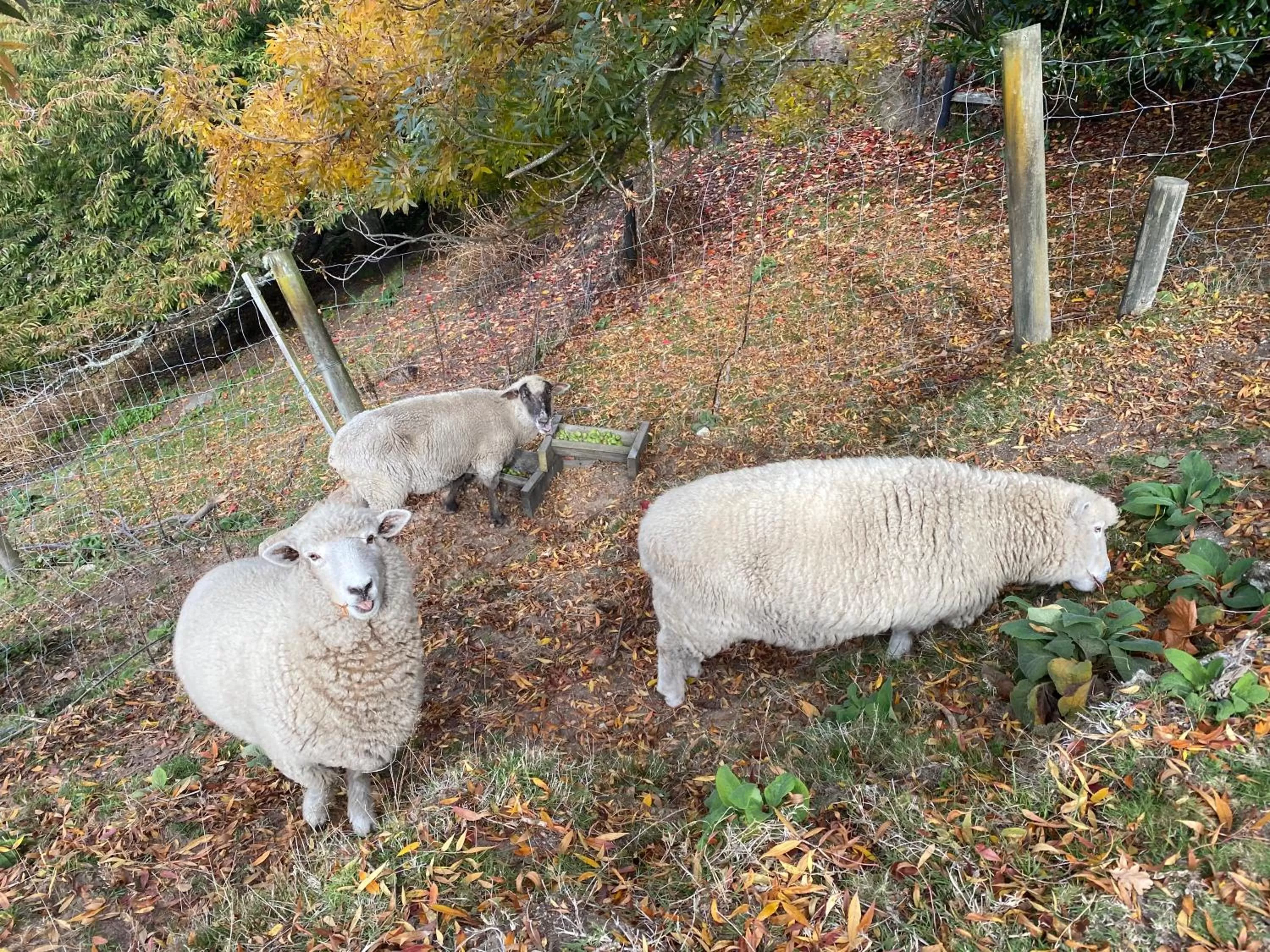 Day in Acacia Cliffs Lodge