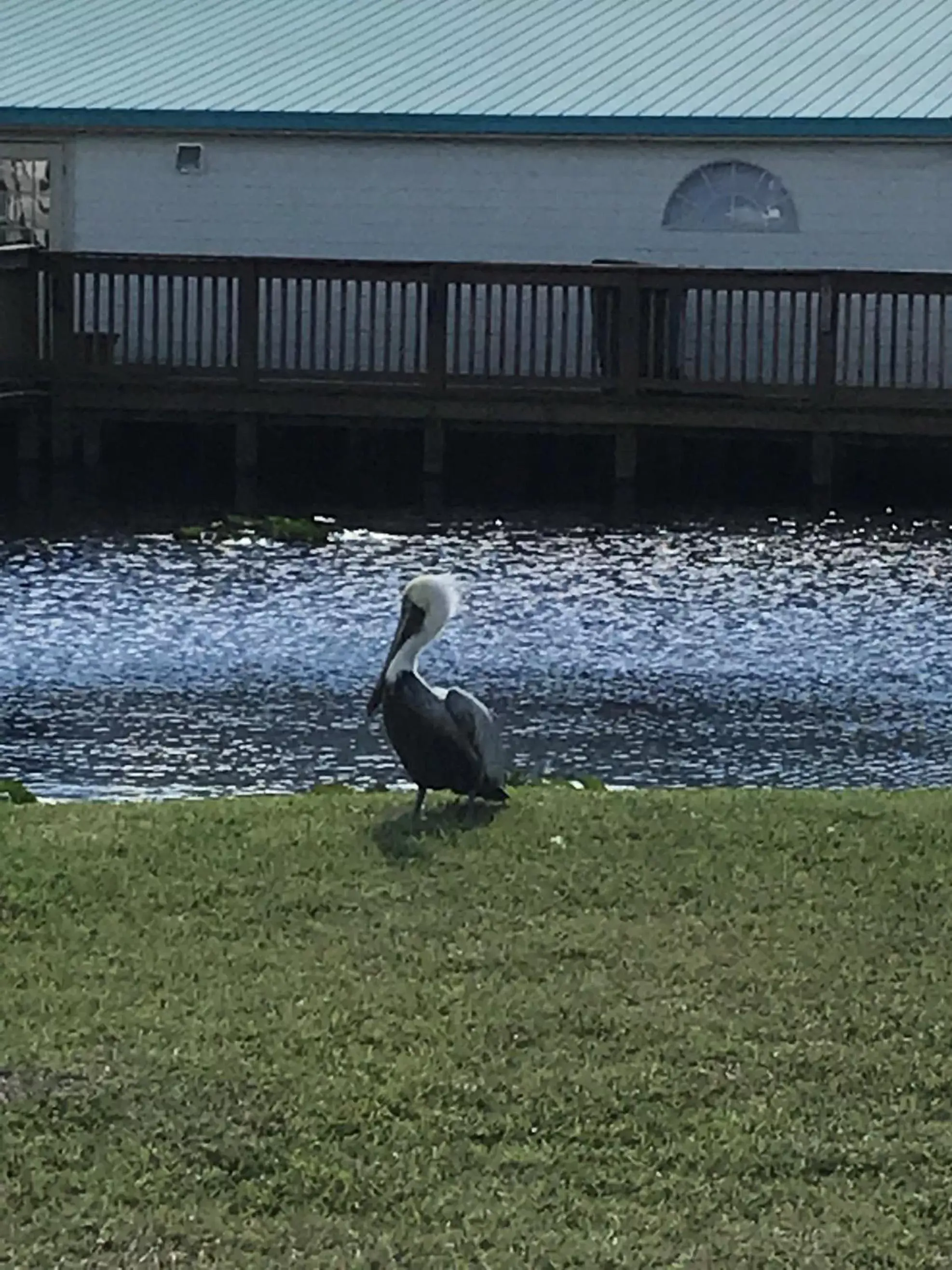 Other, Other Animals in Days Inn & Suites by Wyndham Lake Okeechobee