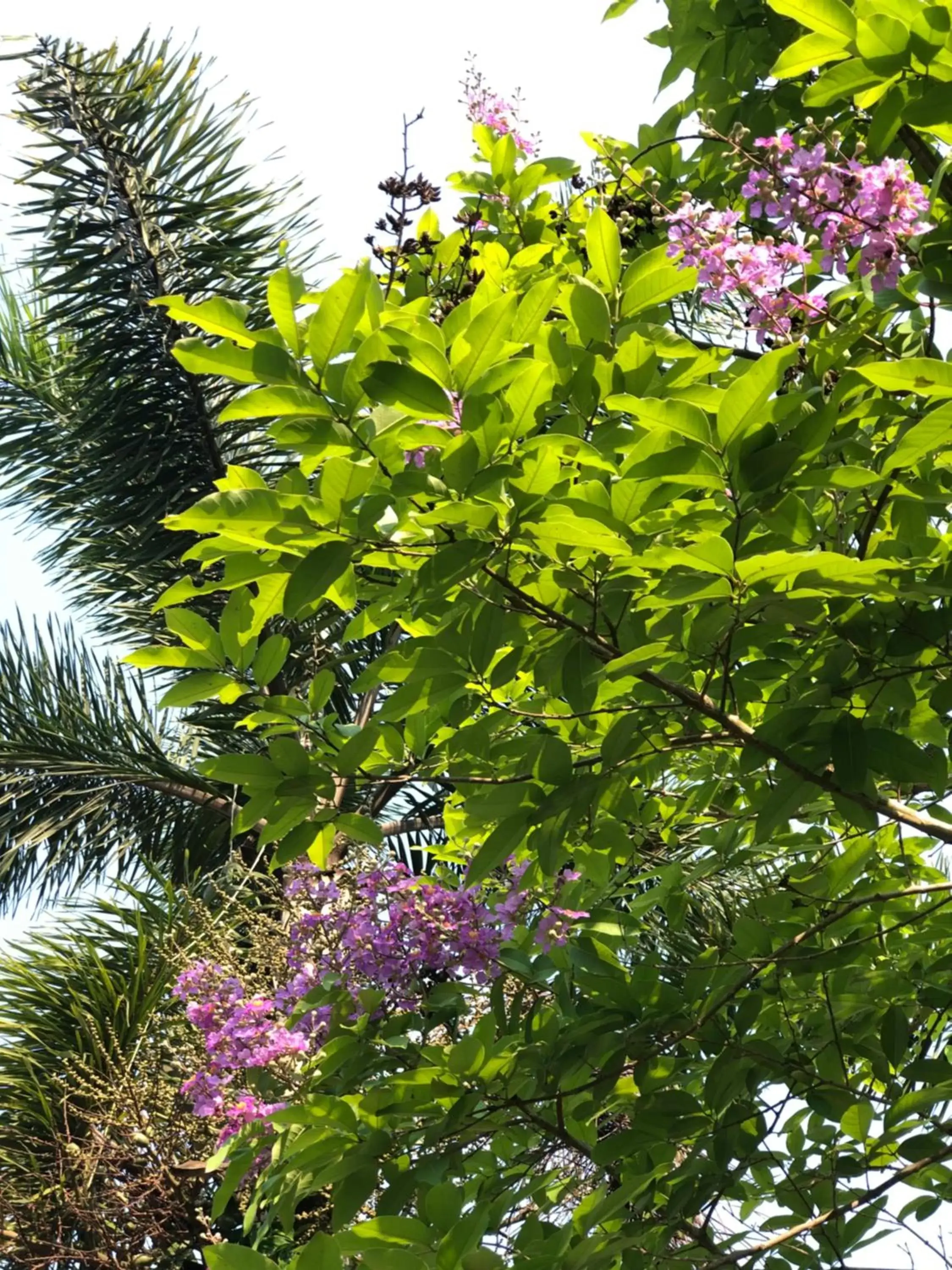 Garden view, Garden in Pura Vida Pai Resort