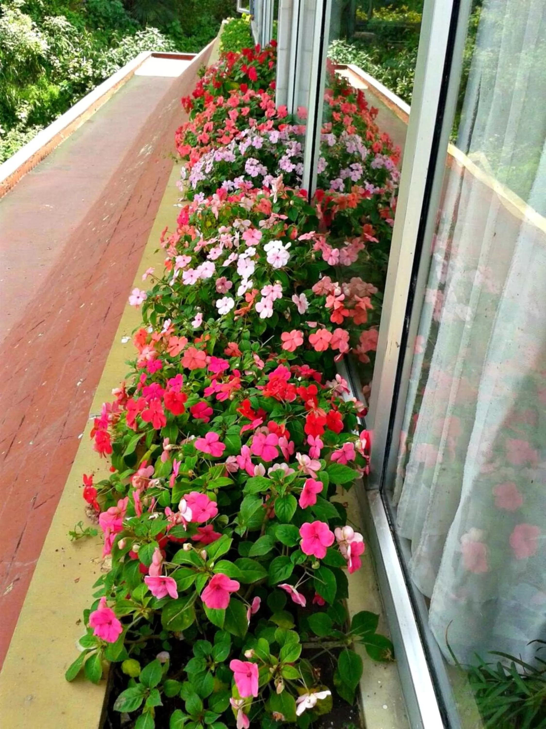 Garden in Hotel Shiva Continental