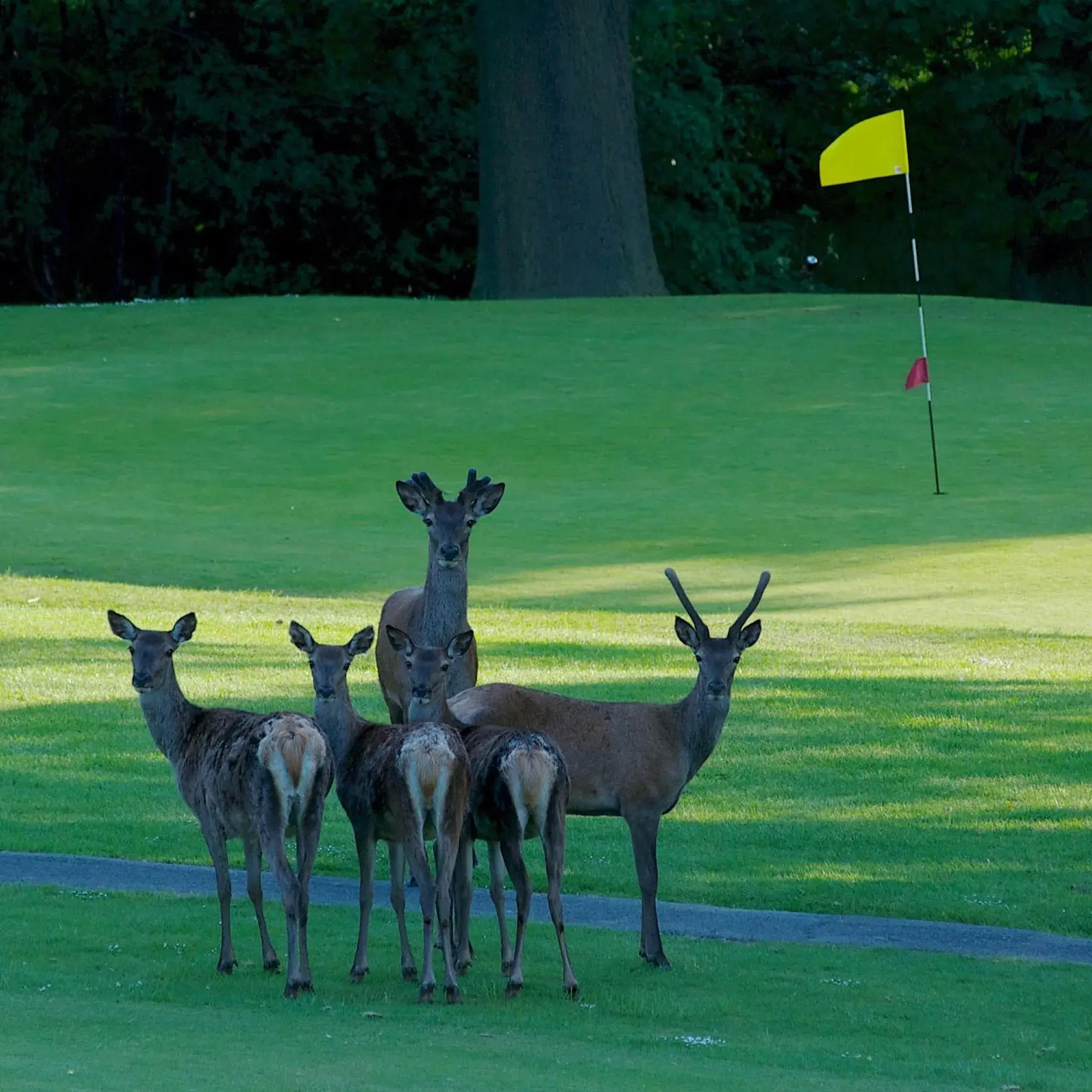 Animals, Other Animals in Shrigley Hall Hotel, Golf & Country Club