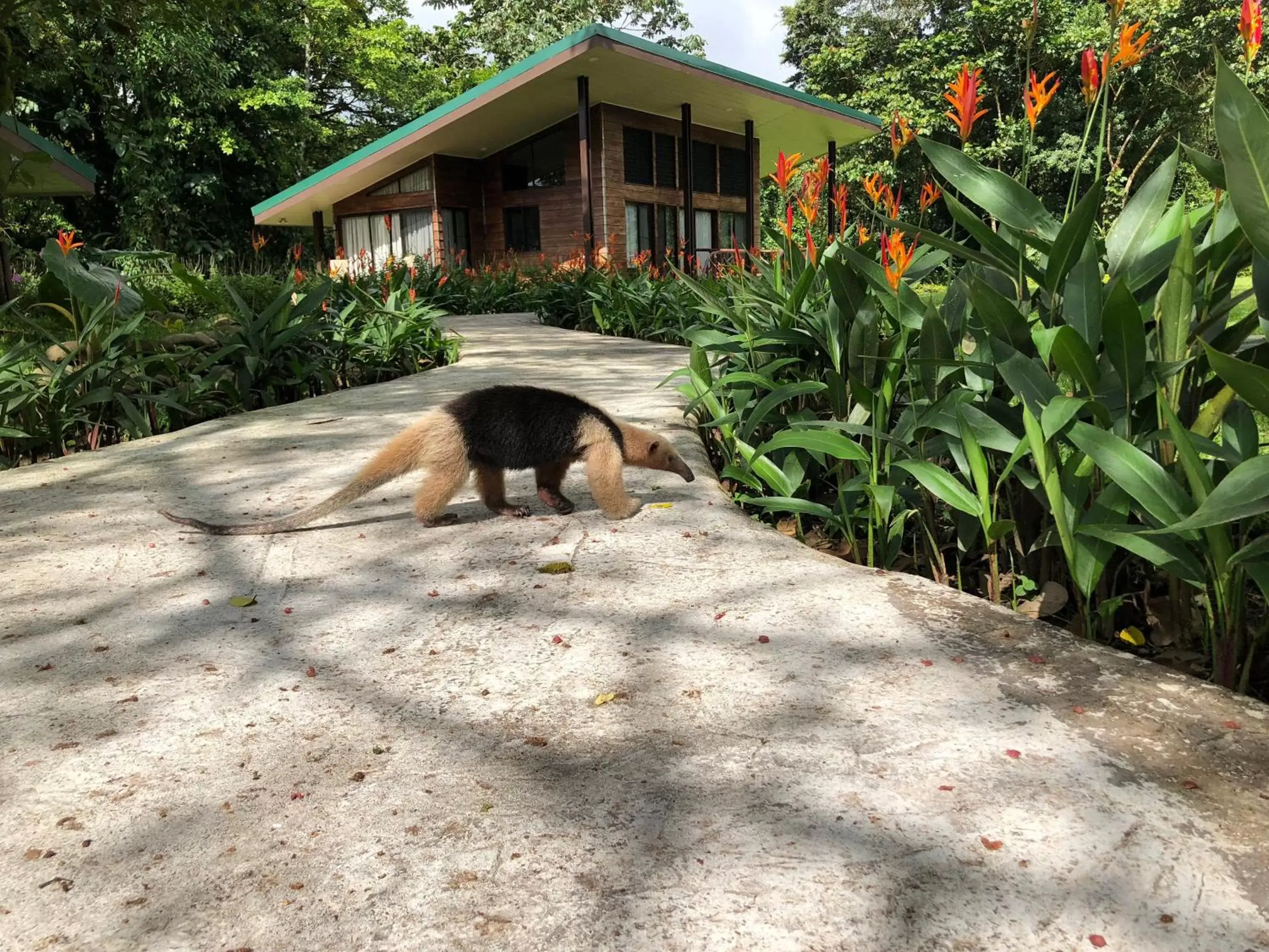 Other Animals in Sangregado Lodge
