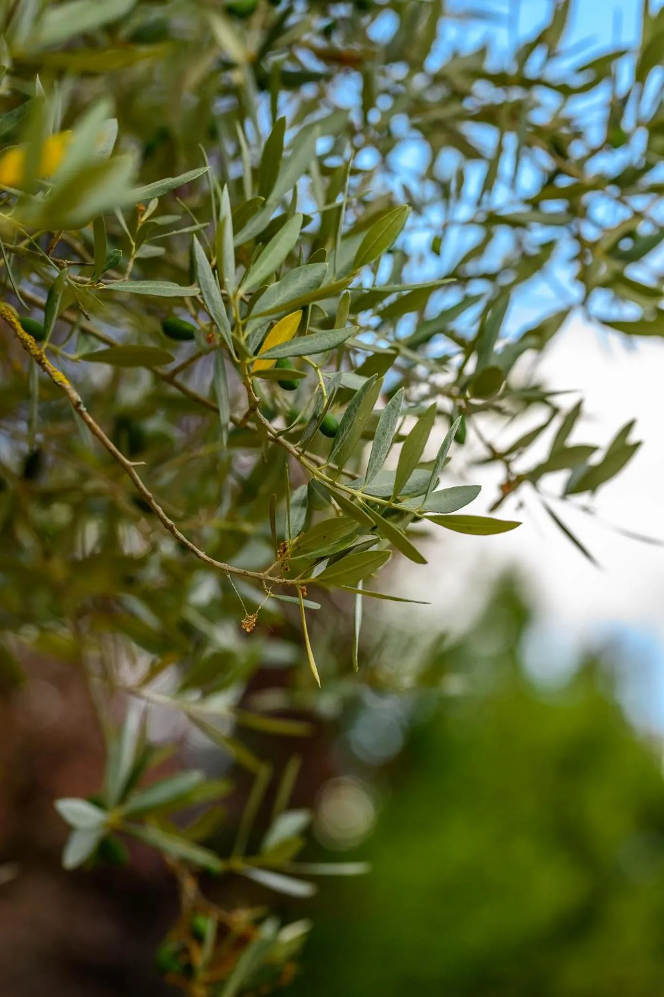 Garden in Hotel More di Cuna