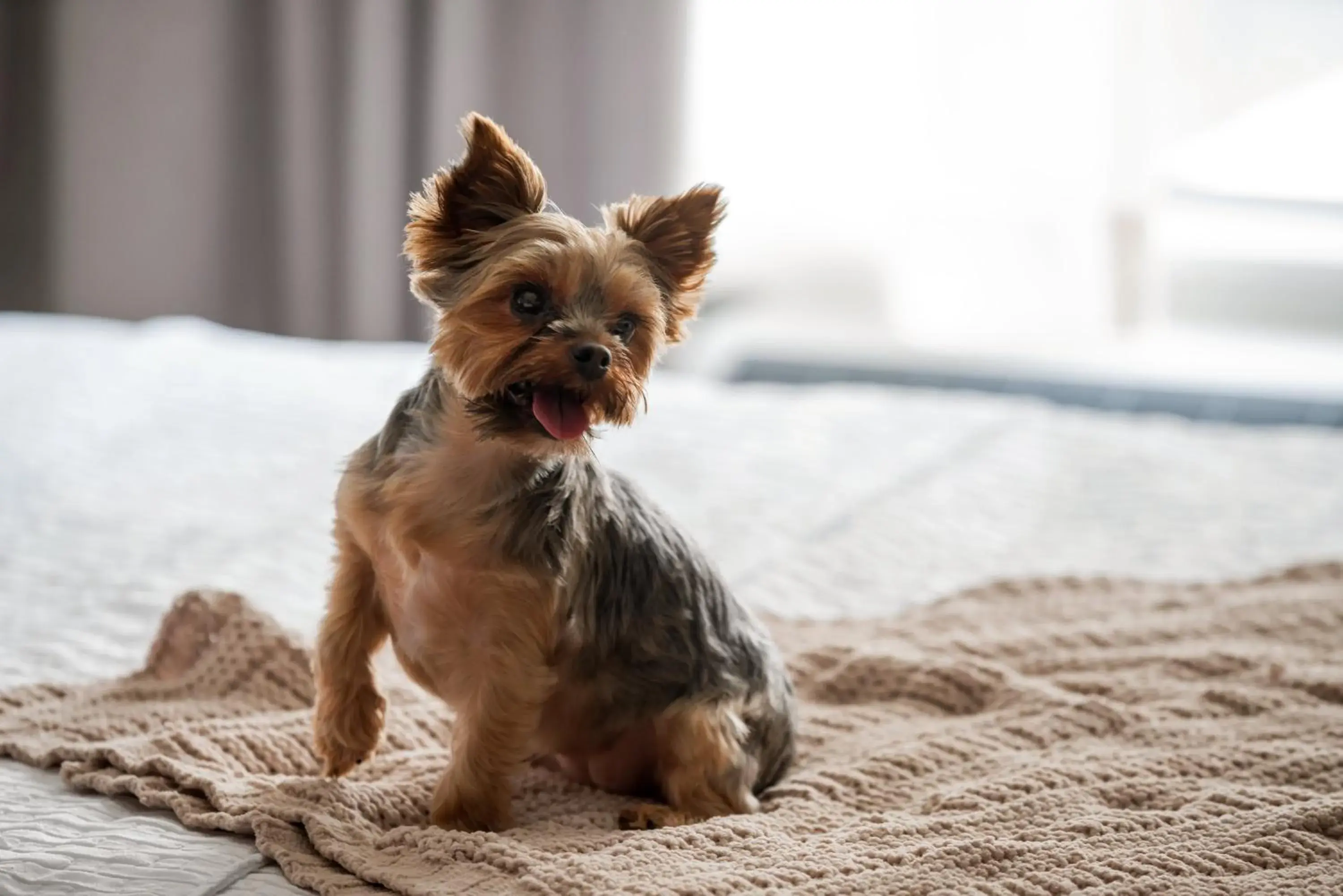 Pets in Homewood Suites By Hilton Charlotte Uptown First Ward