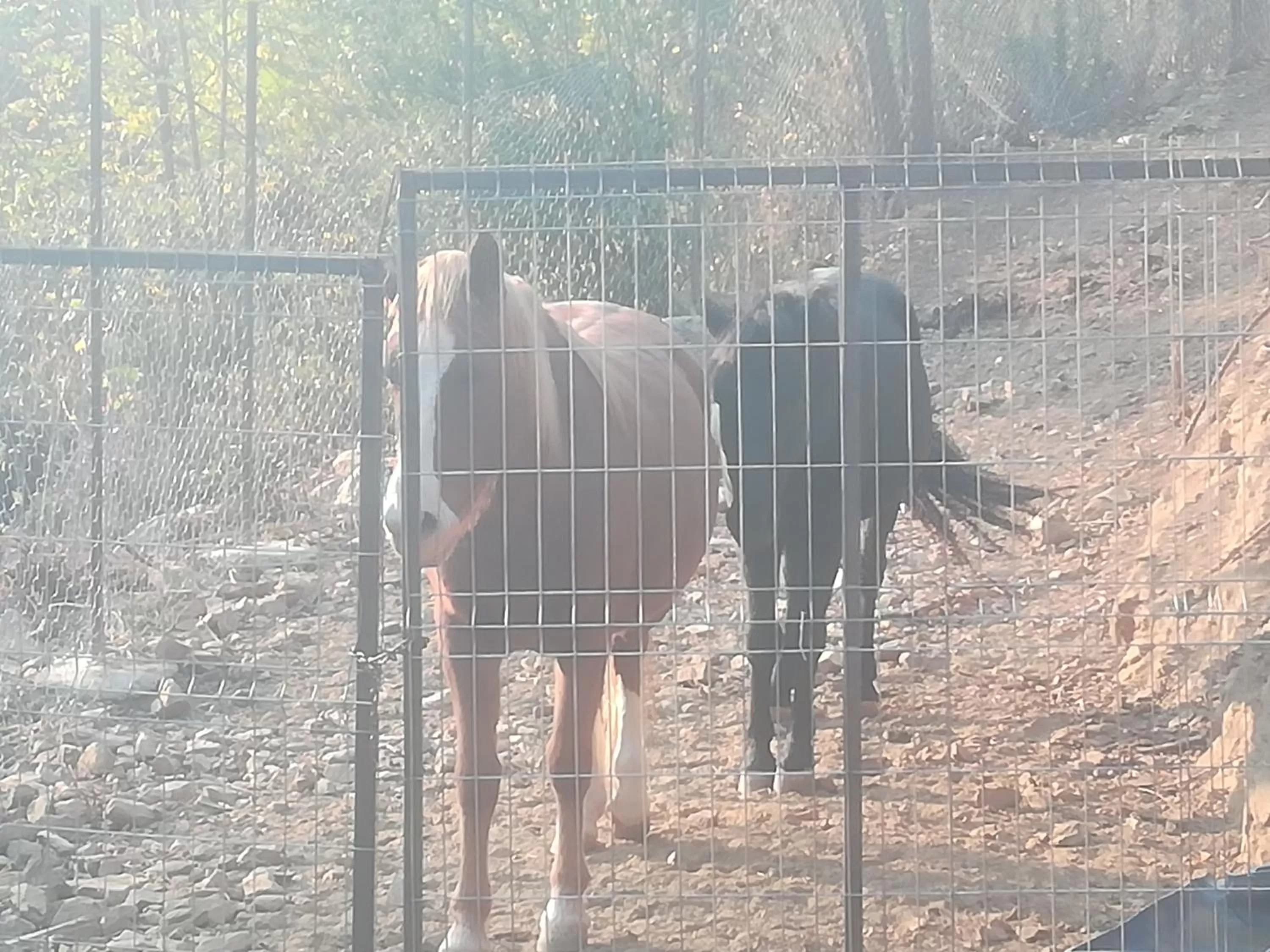 Etno selo Vile Jefimija, selo Preobrazenje, Vranje