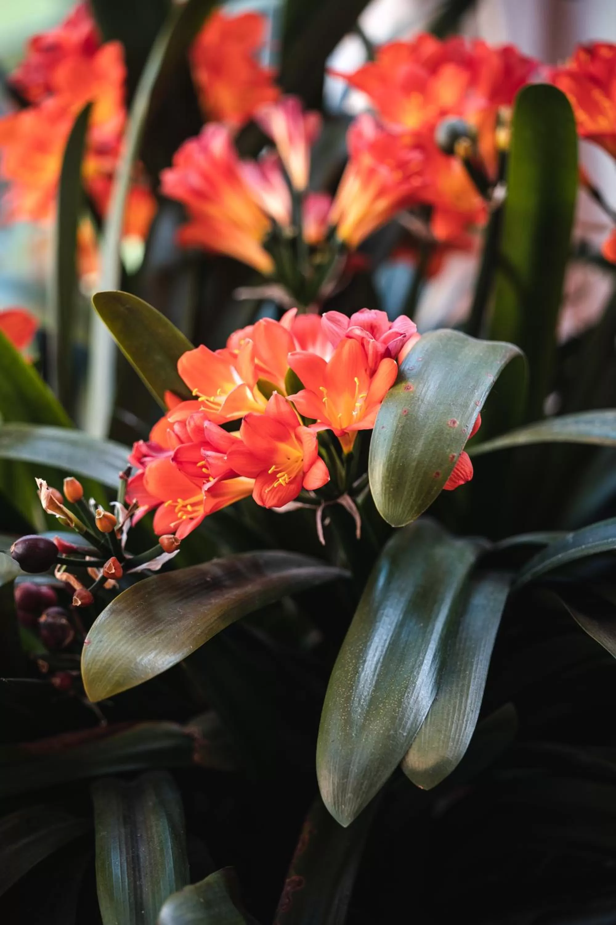 Garden in Villa Noctis