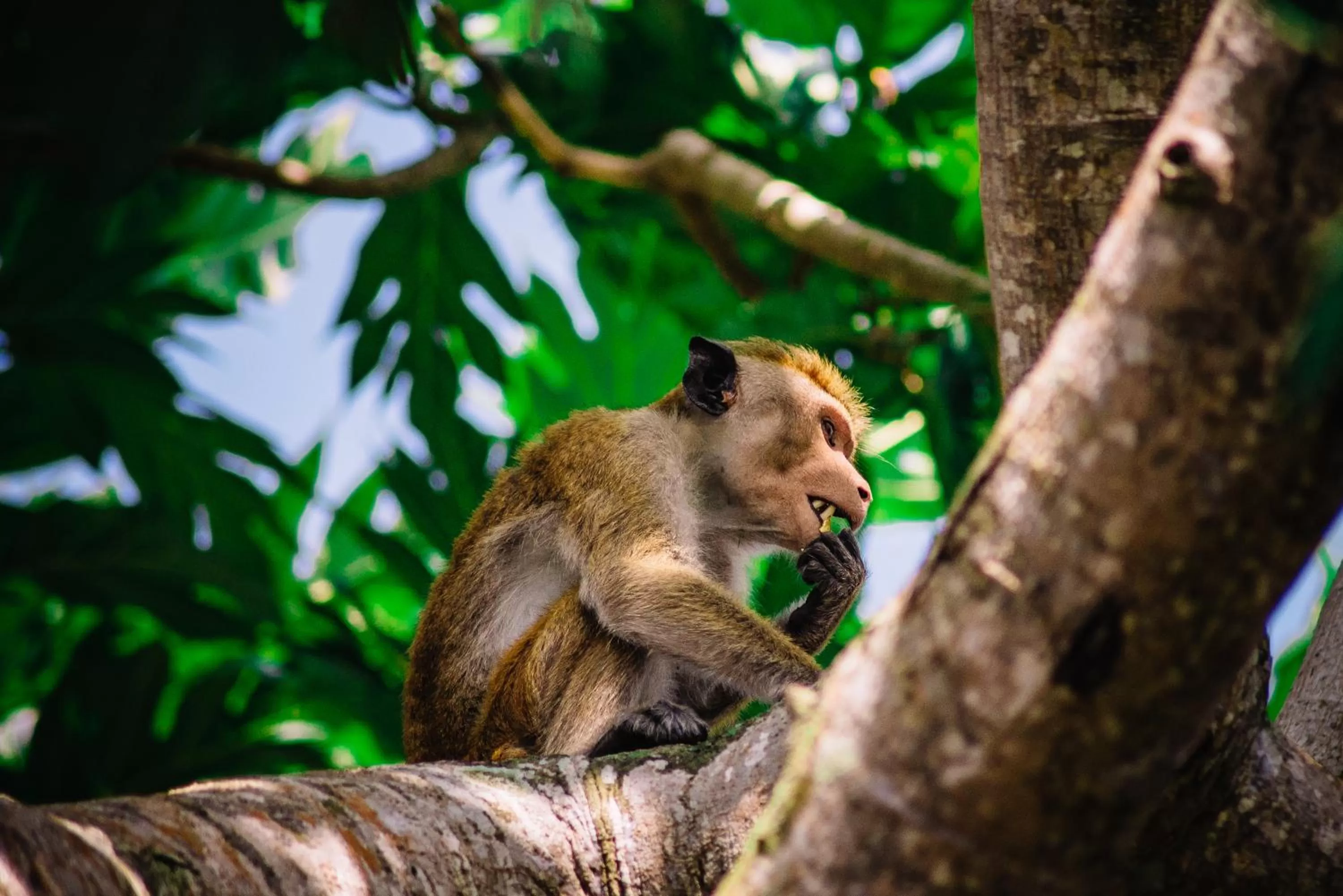 Natural landscape in Kadolana Guest House