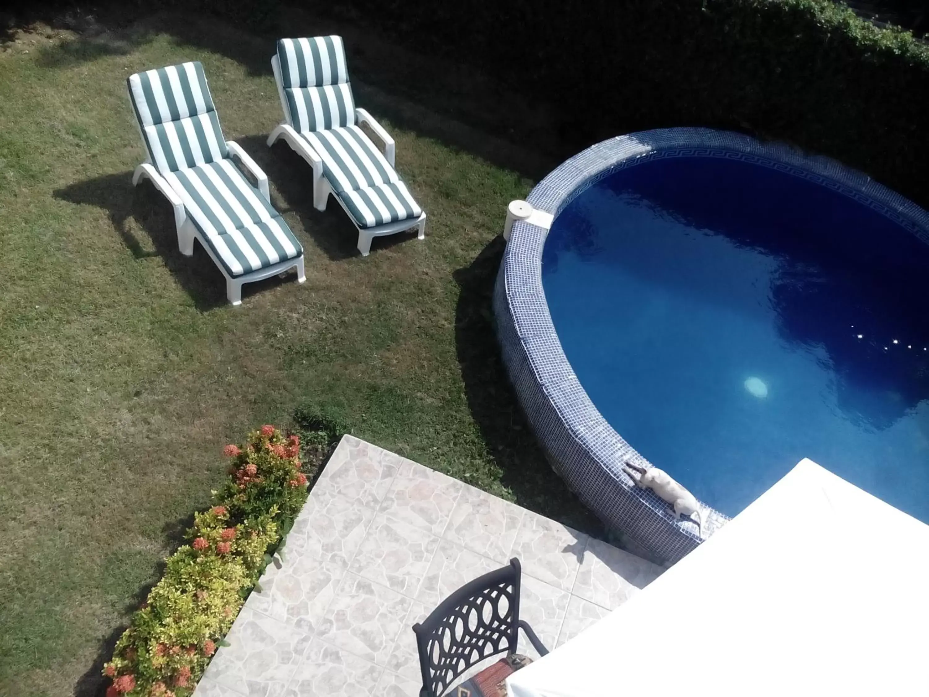 Bird's eye view, Swimming Pool in Delfin B&B