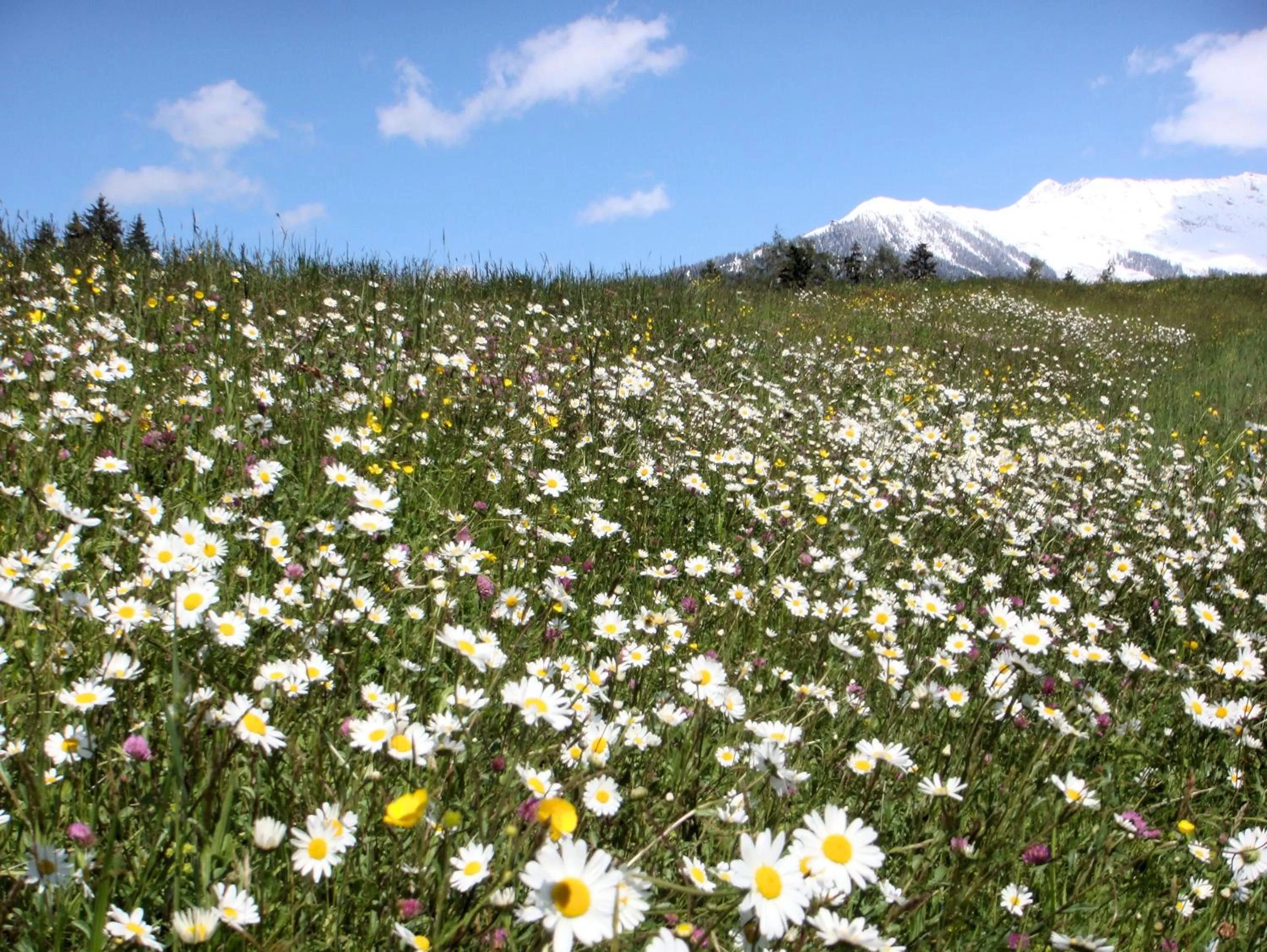 Area and facilities in Hotel Garni Regina