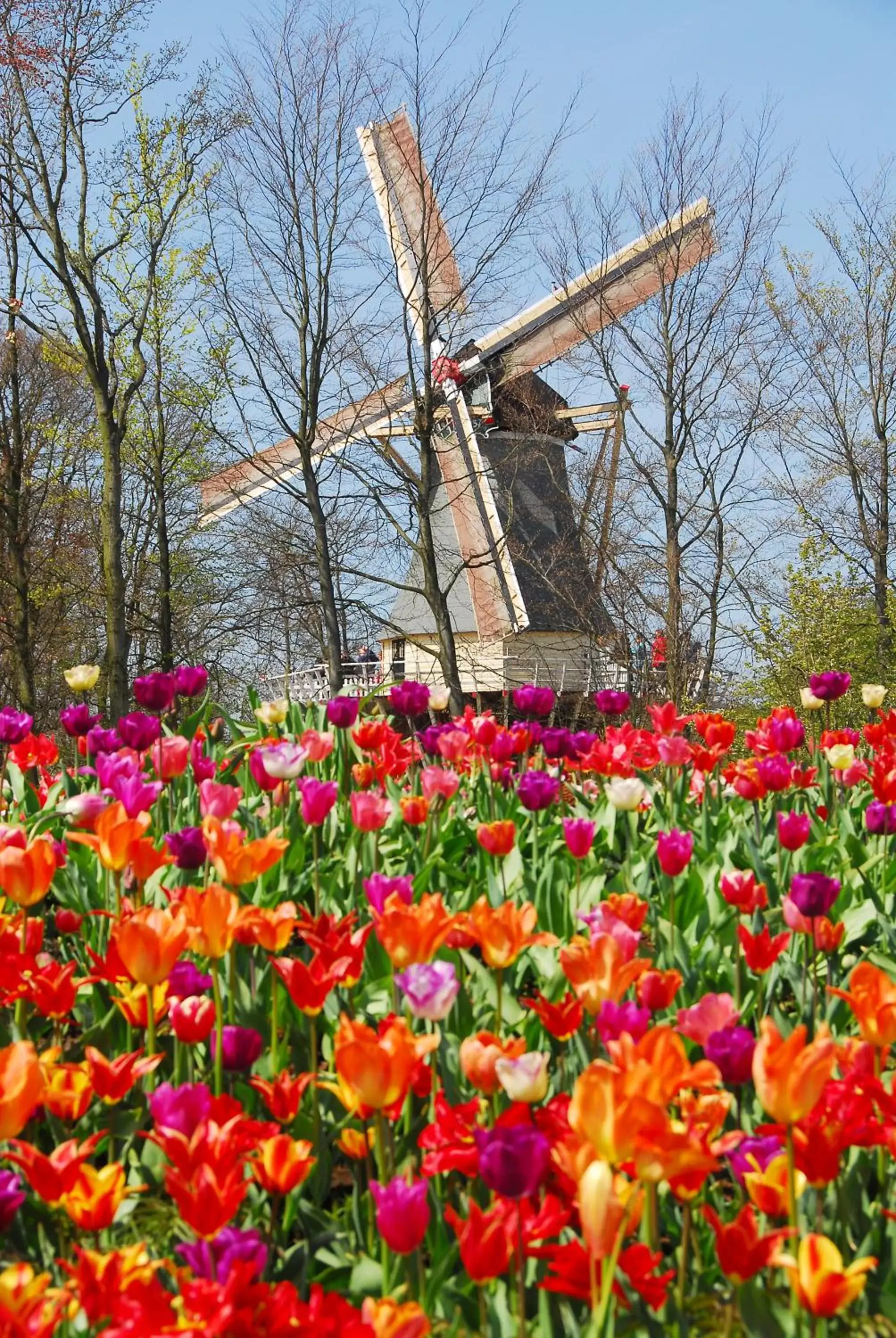 Spring, Property Building in NR22 Leiden