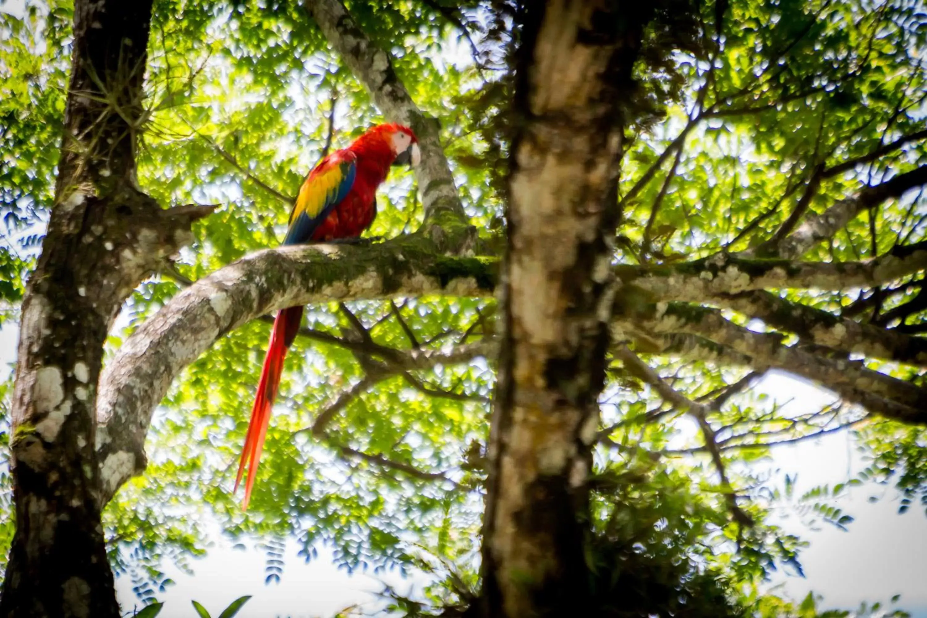 Animals, Other Animals in Hotel Arenas en Punta Leona