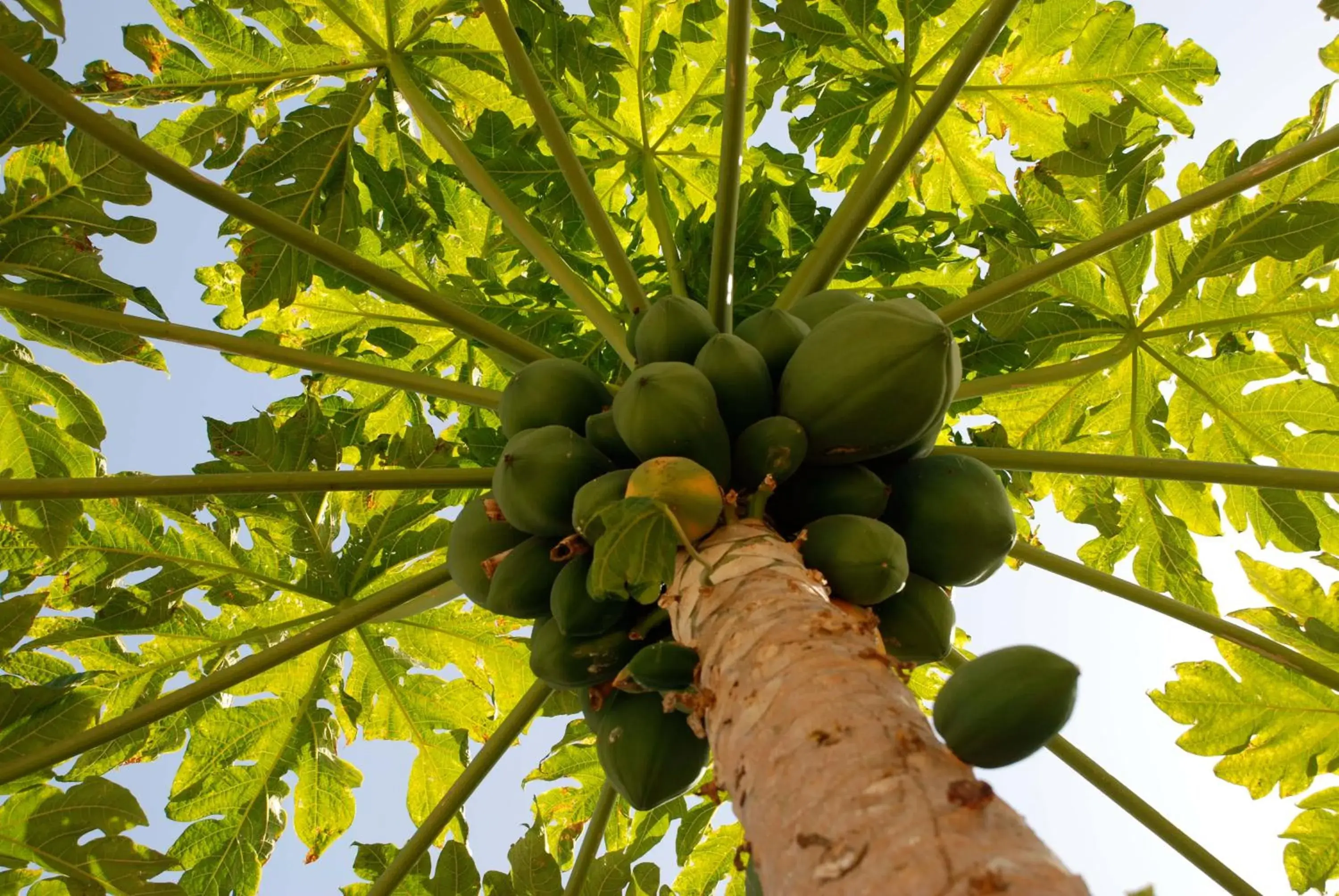 Garden, Food in Hotel Dar Zitoune Taroudant