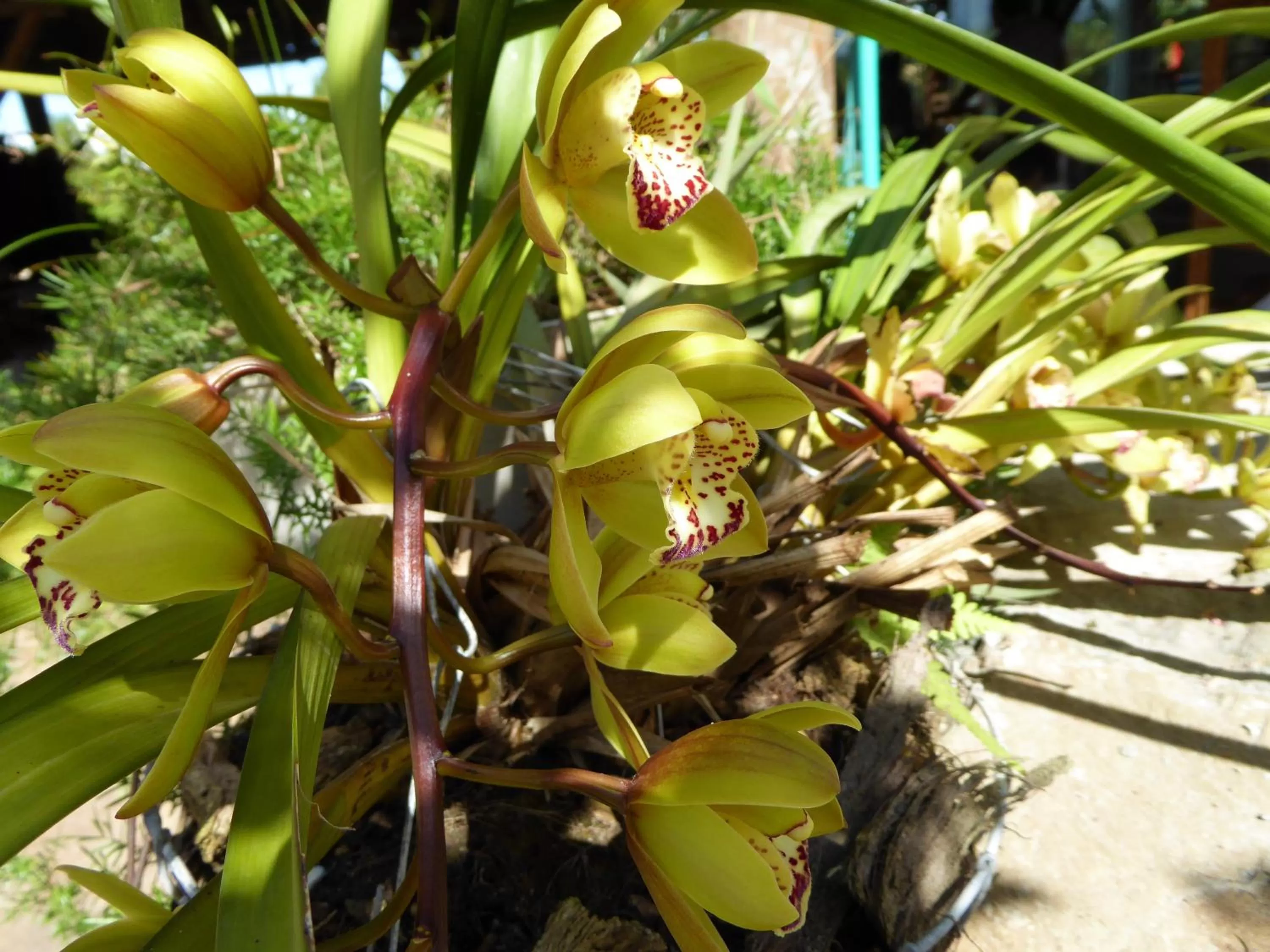 Garden in Finca El Cielo