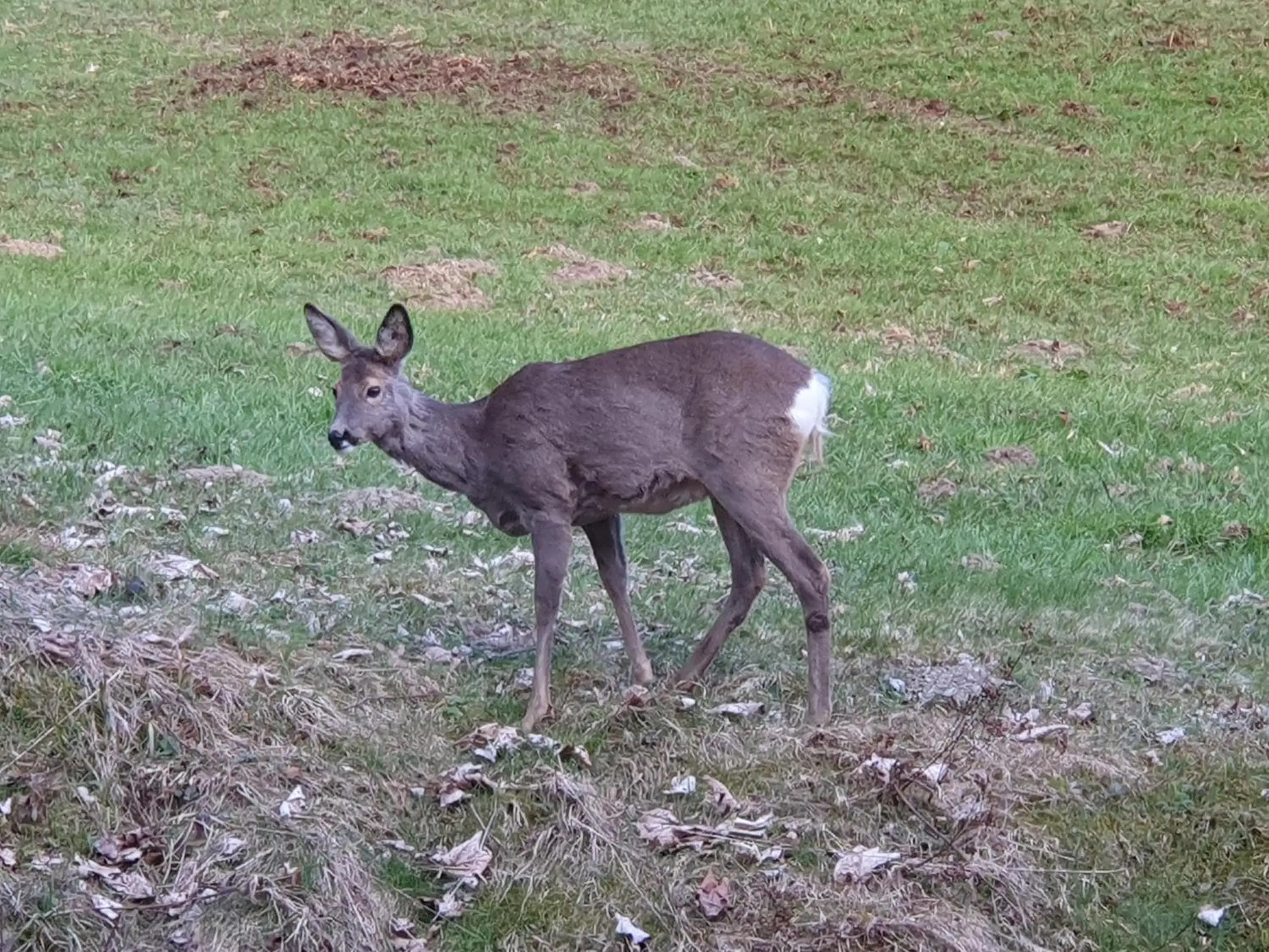 View (from property/room), Other Animals in Alpenhof