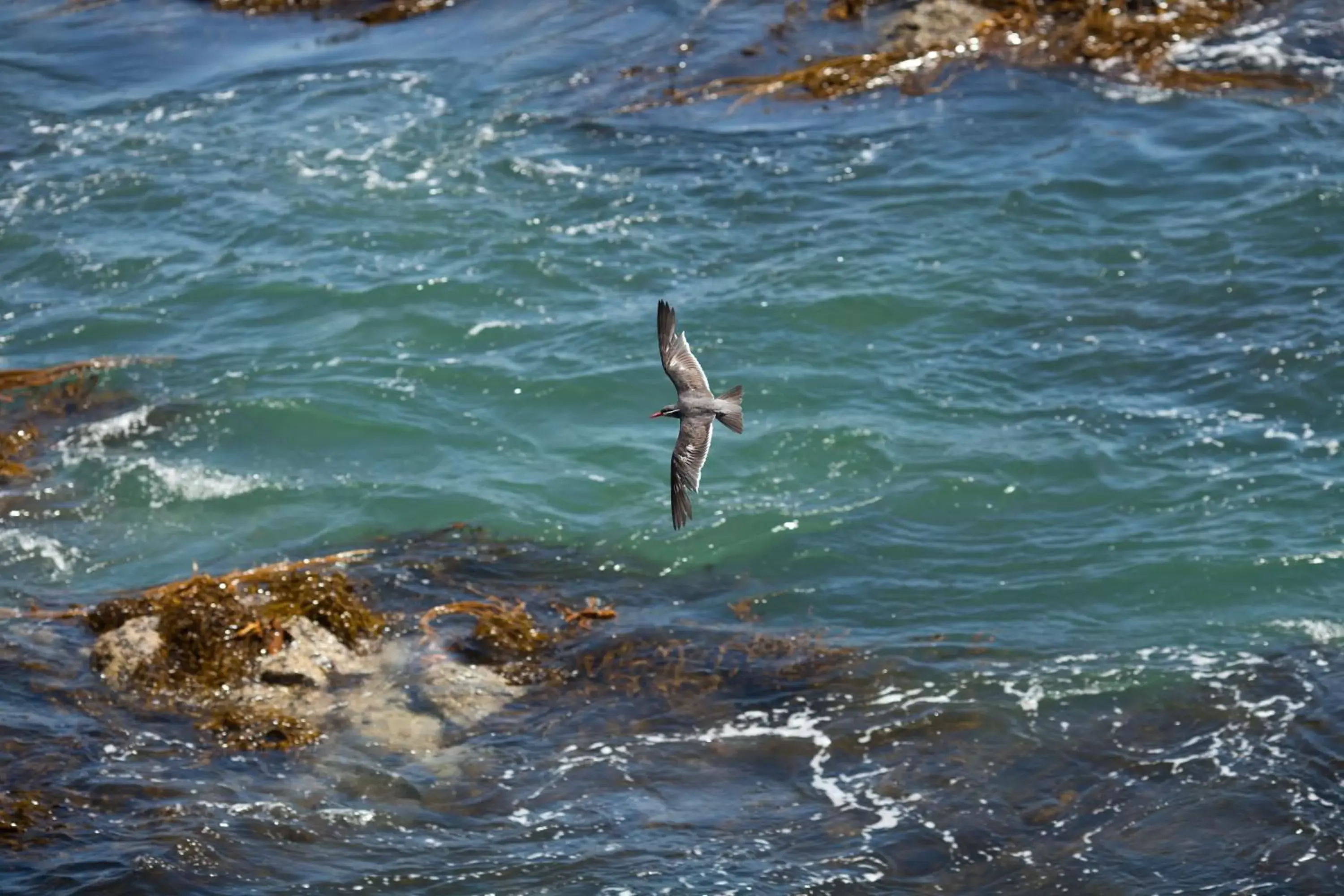 Natural landscape, Other Animals in Hotel Oceanic