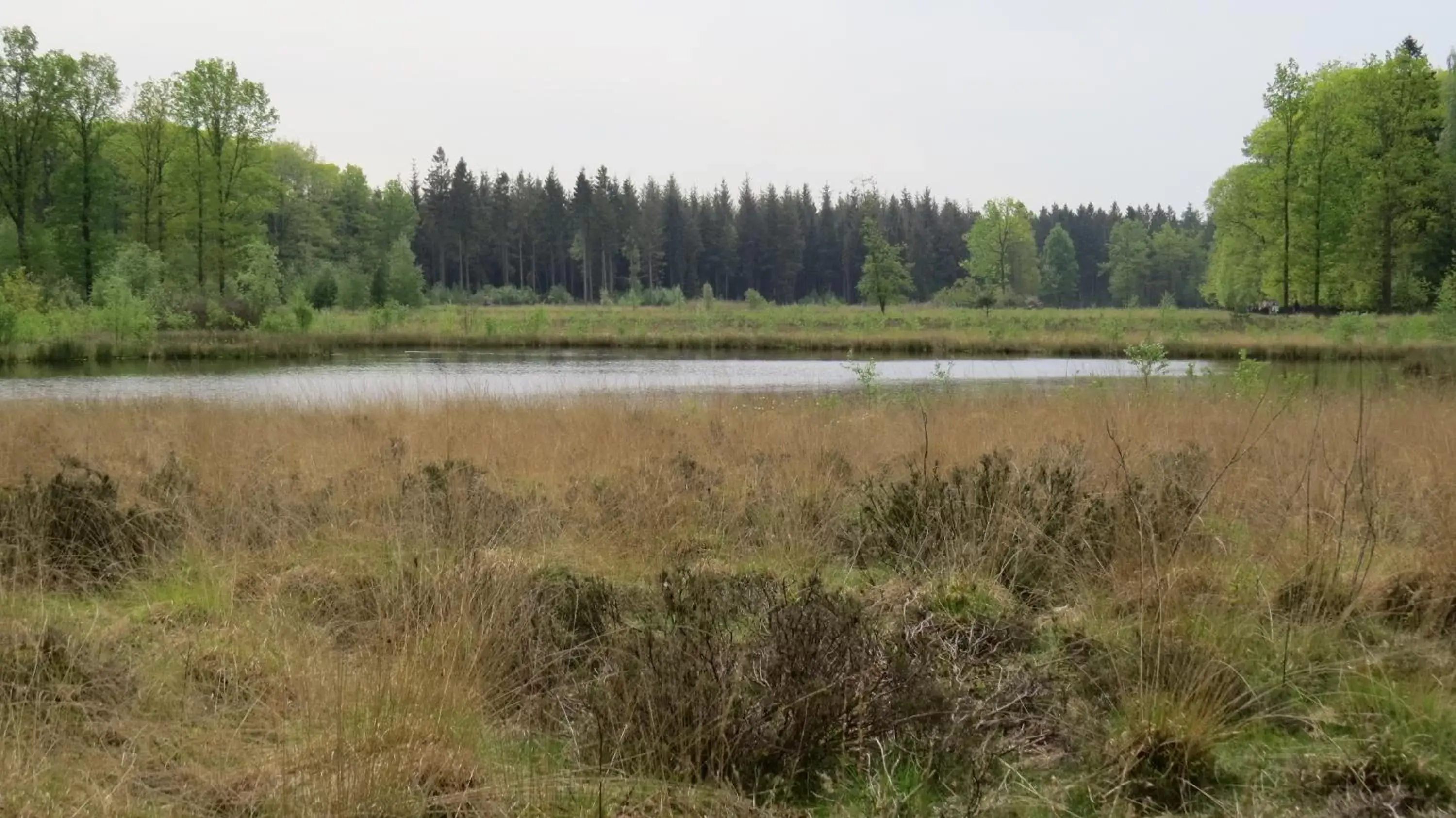 Natural Landscape in 't Zwanemeer