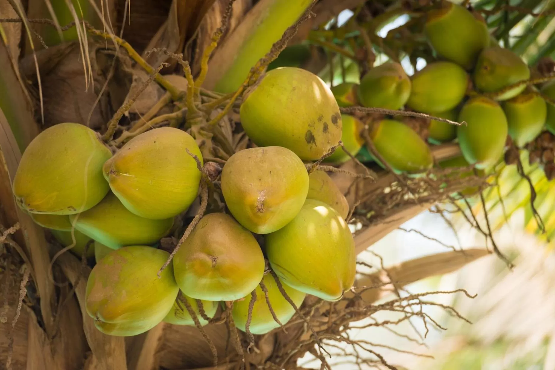 Food in La Résidence