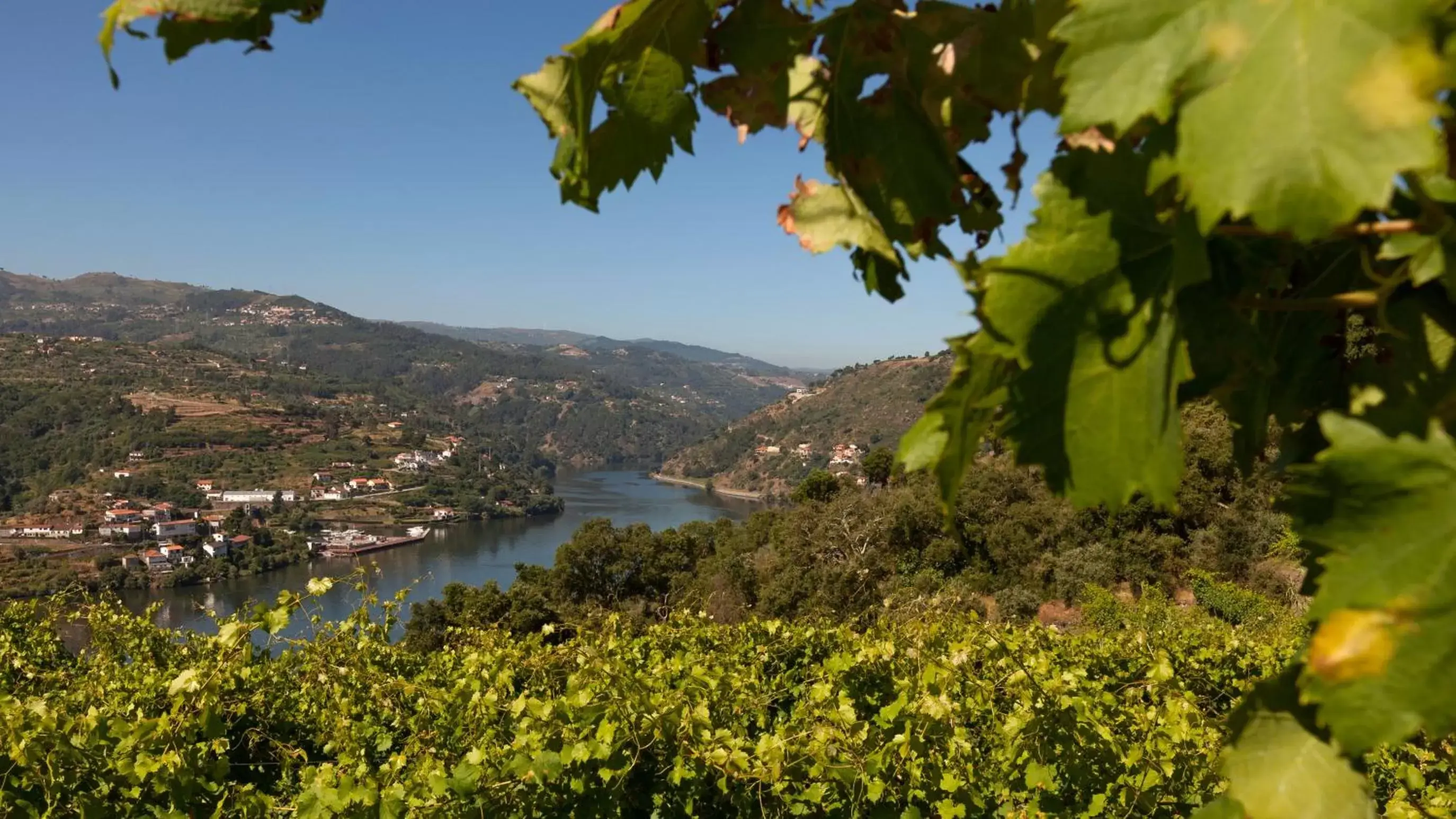 River view in Douro Palace Hotel Resort & SPA