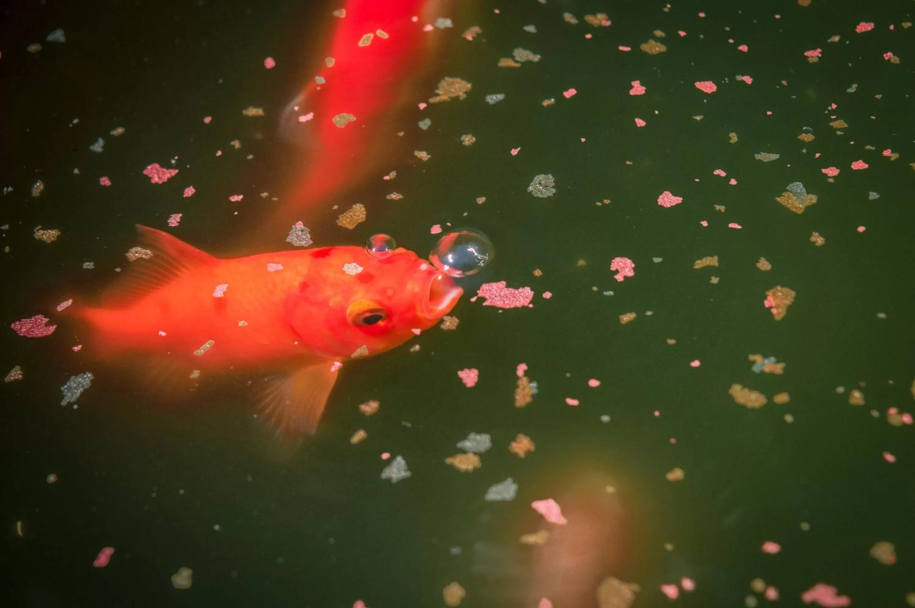 Garden in Quattrocolli B&B