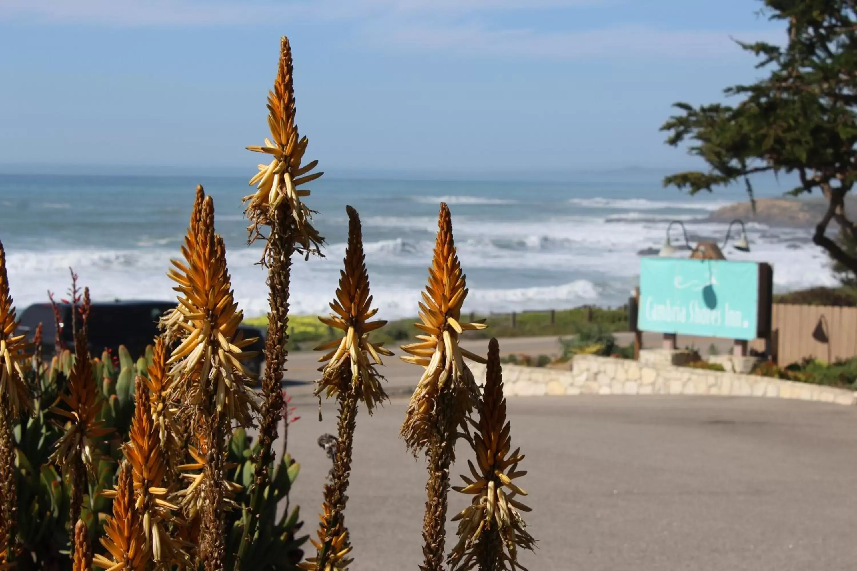 Garden view in Cambria Shores Inn