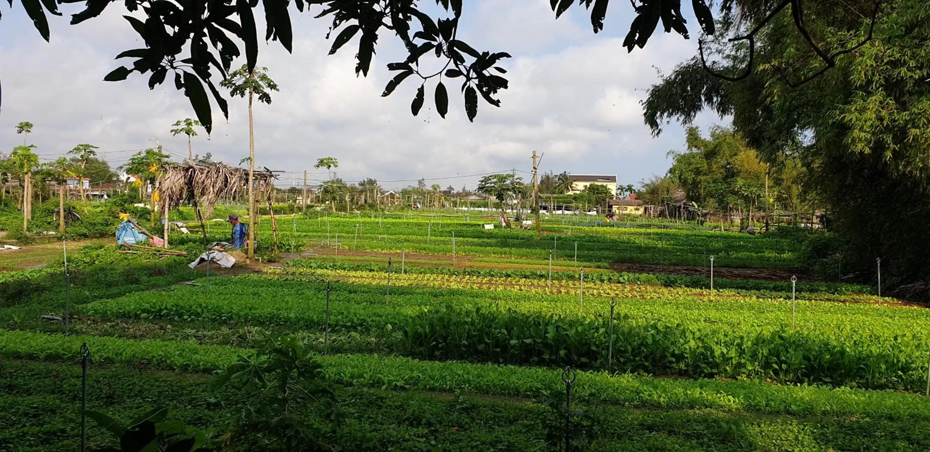 Garden in Hoi an Osaka Riverside Villa & Spa