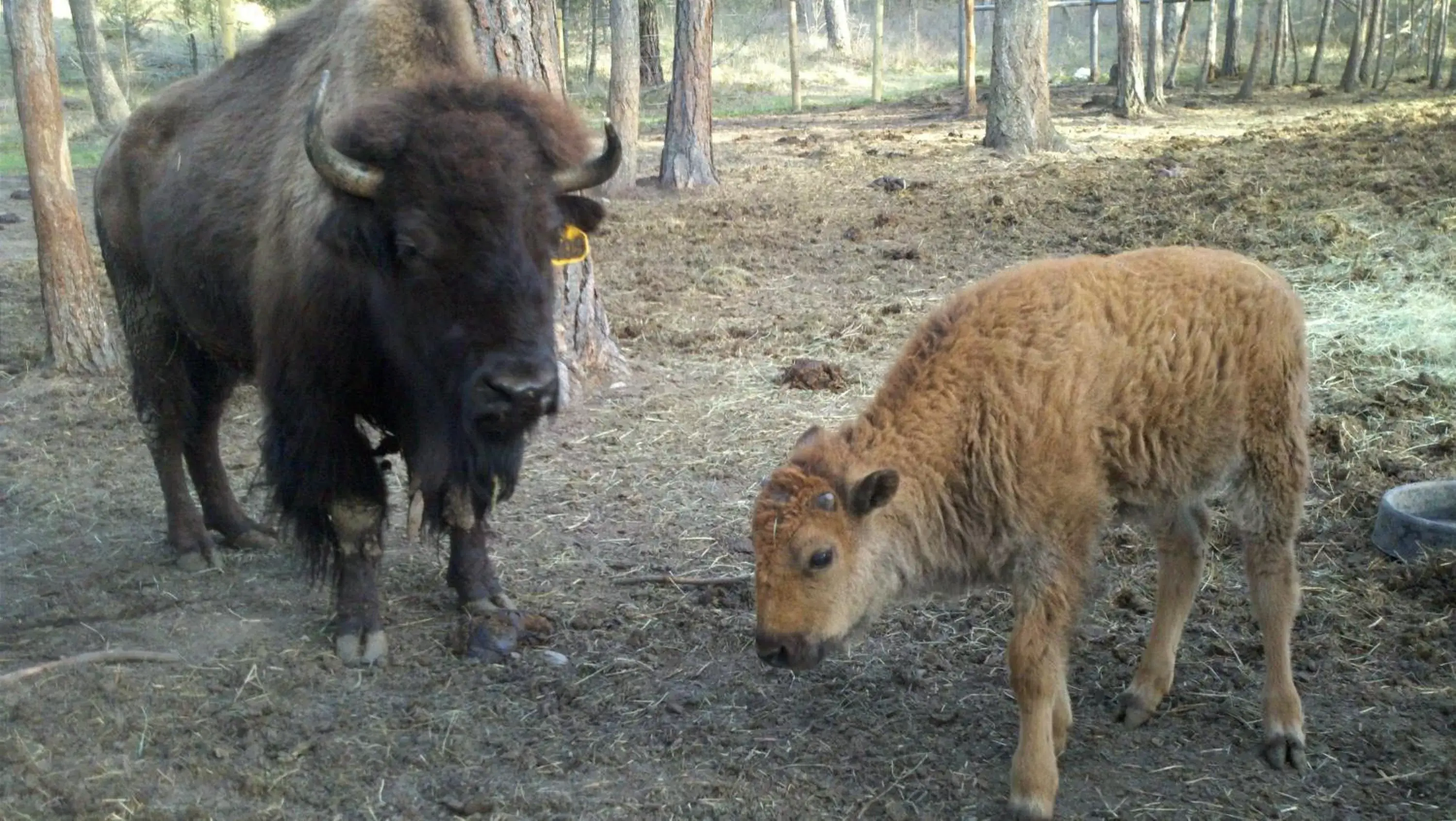 Summer, Other Animals in Lonesome Dove Ranch