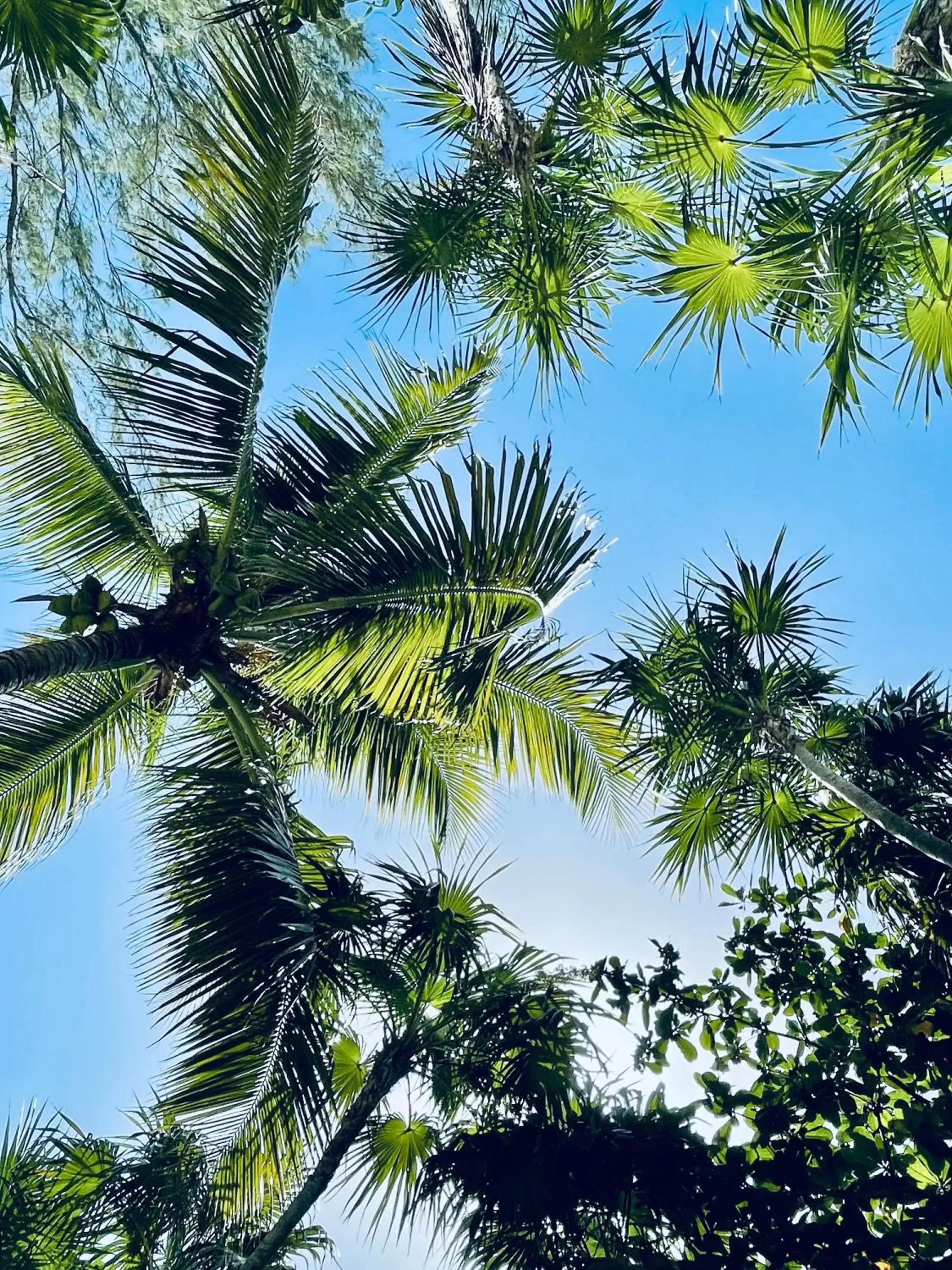 Natural landscape in Pal Mar Glamtainer Tulum