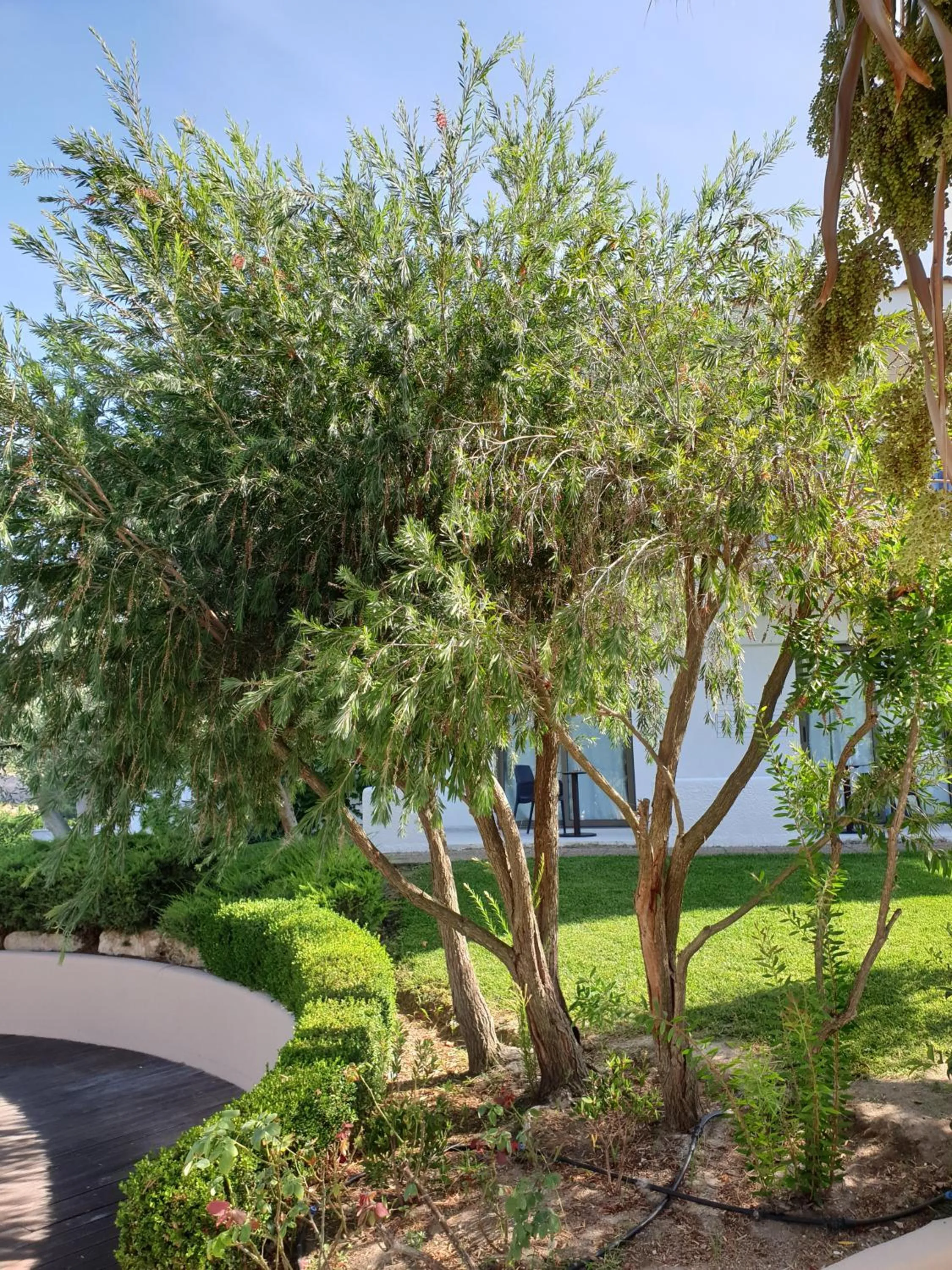 Garden in Flegra Palace