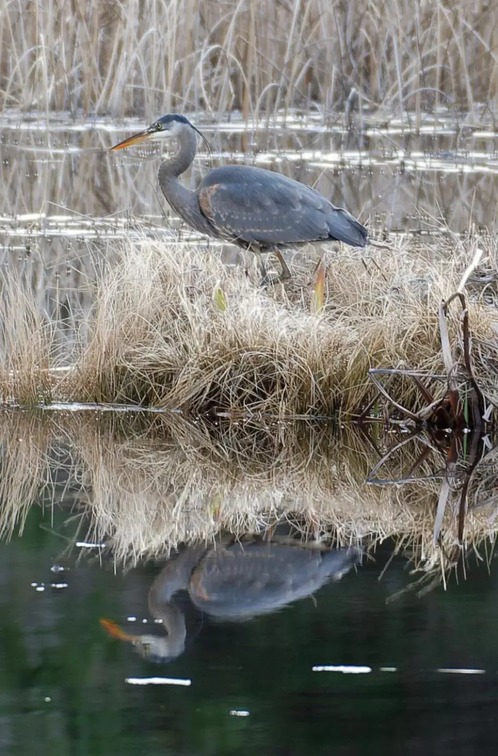 View (from property/room), Other Animals in Otter's Pond Bed and Breakfast