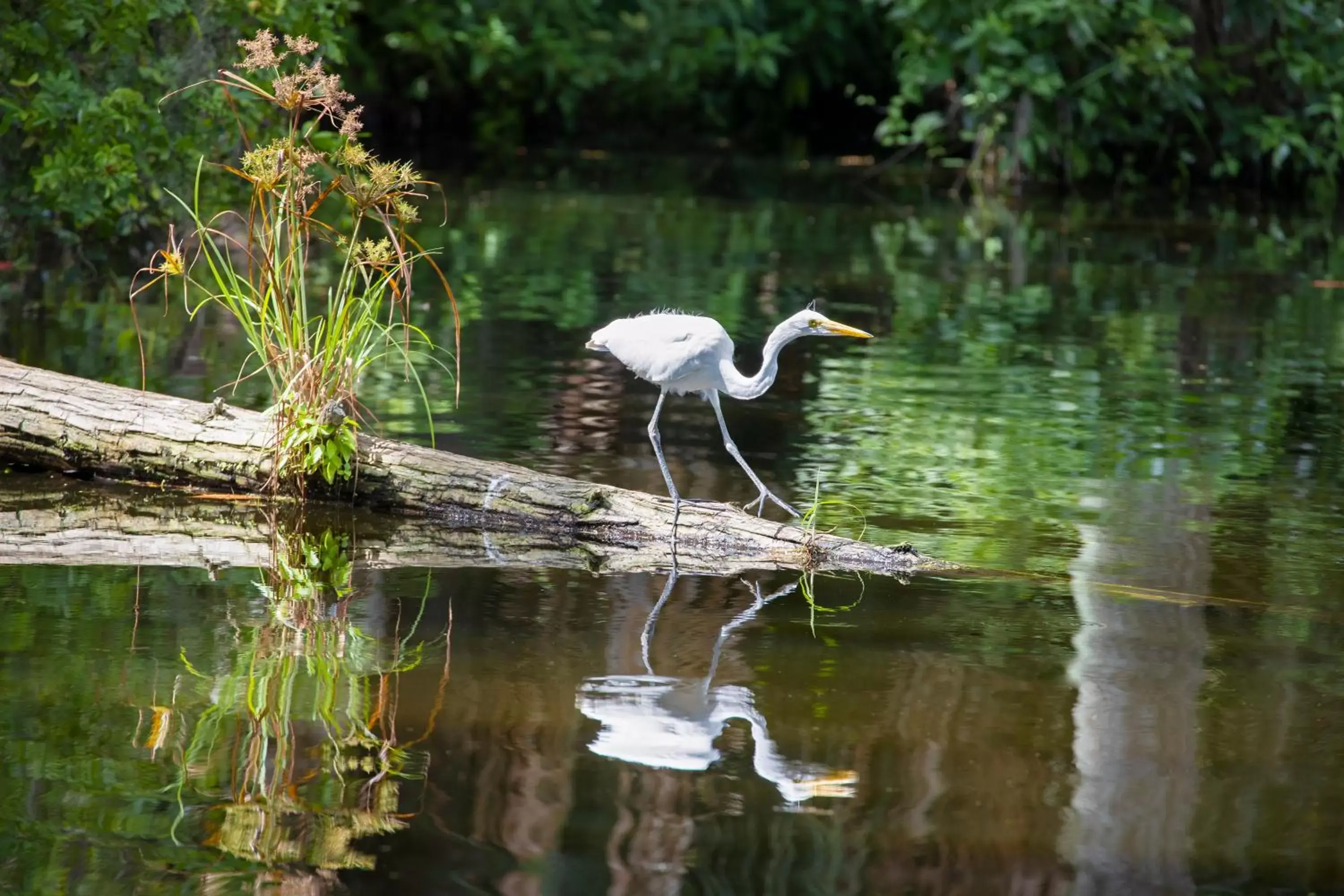 Natural landscape, Other Animals in Saddlebrook Golf Resort & Spa Tampa North-Wesley Chapel