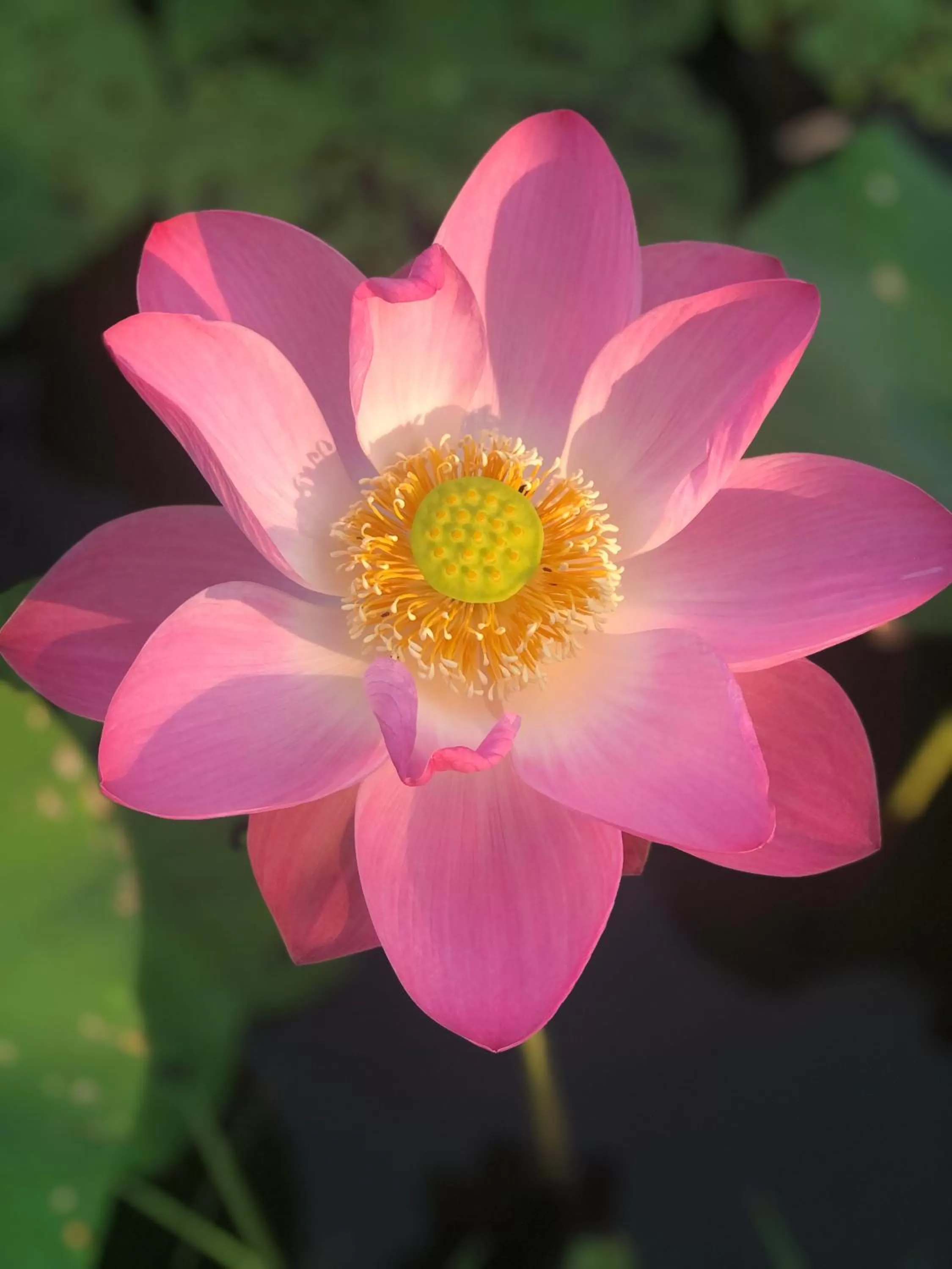 Garden in Pura Vida Pai Resort