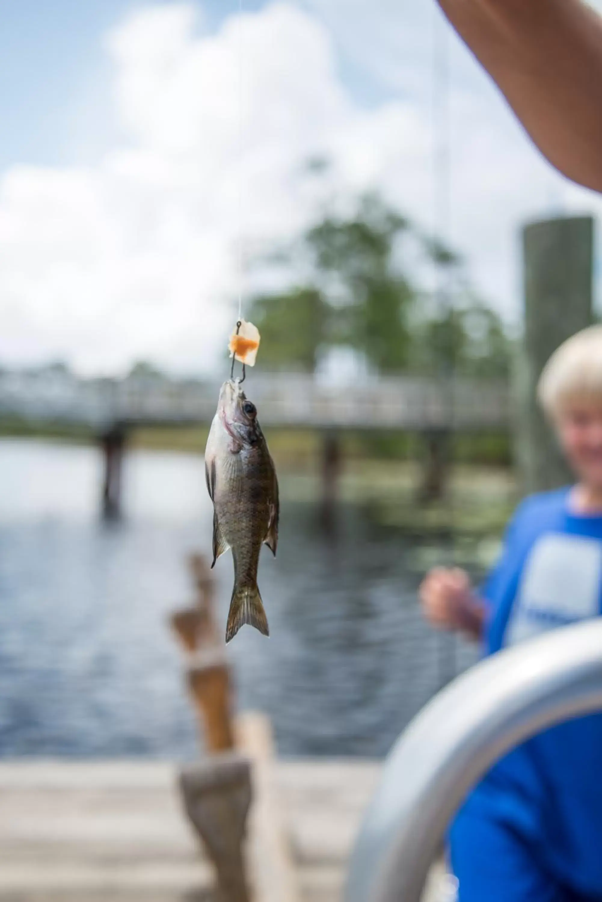 Fishing, Other Animals in WaterColor Inn & Resort