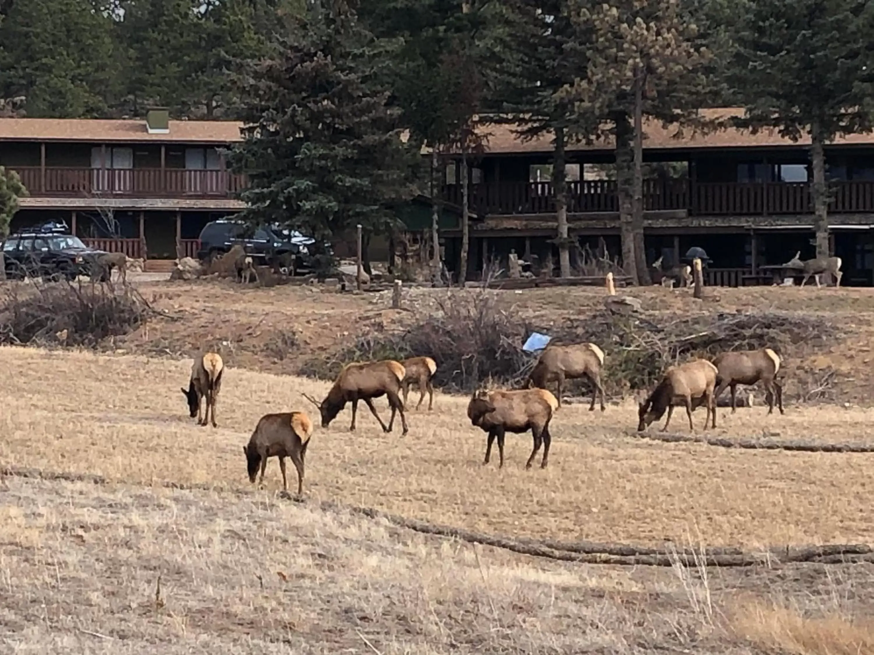 Other Animals in Estes Lake Lodge