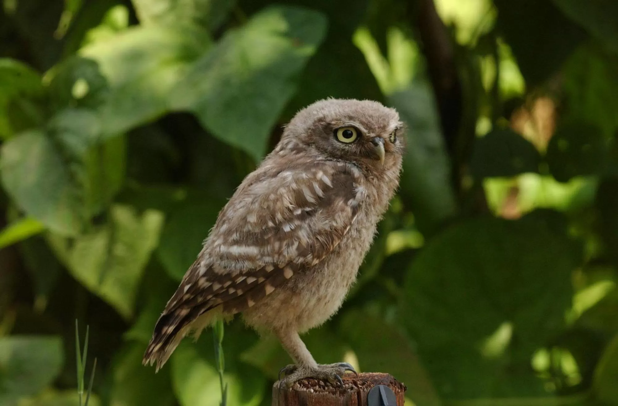 Garden in Hotel Hof van 's Gravenmoer