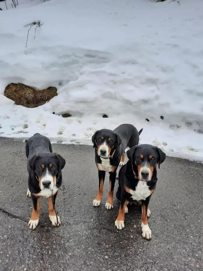 Pets in Ferien in der Bergwelt von Adelboden