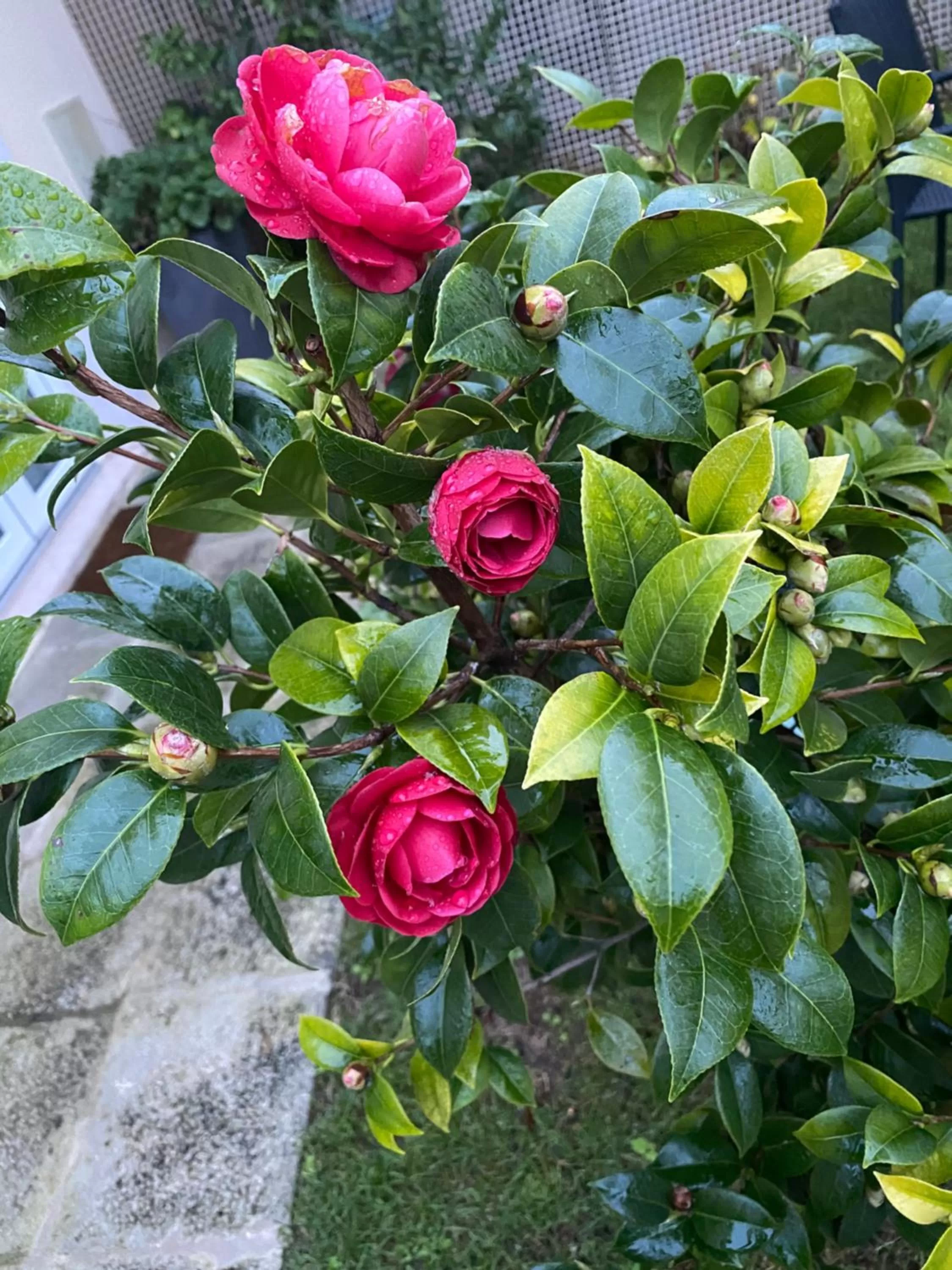 TM Luxury Apartments Lisbon