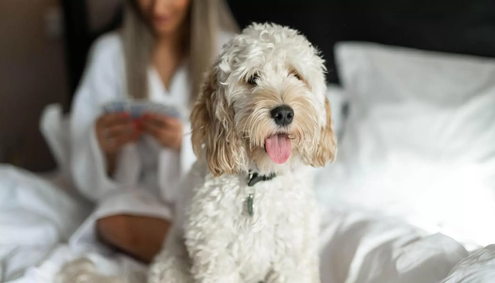 Pets in Elephant Hotel