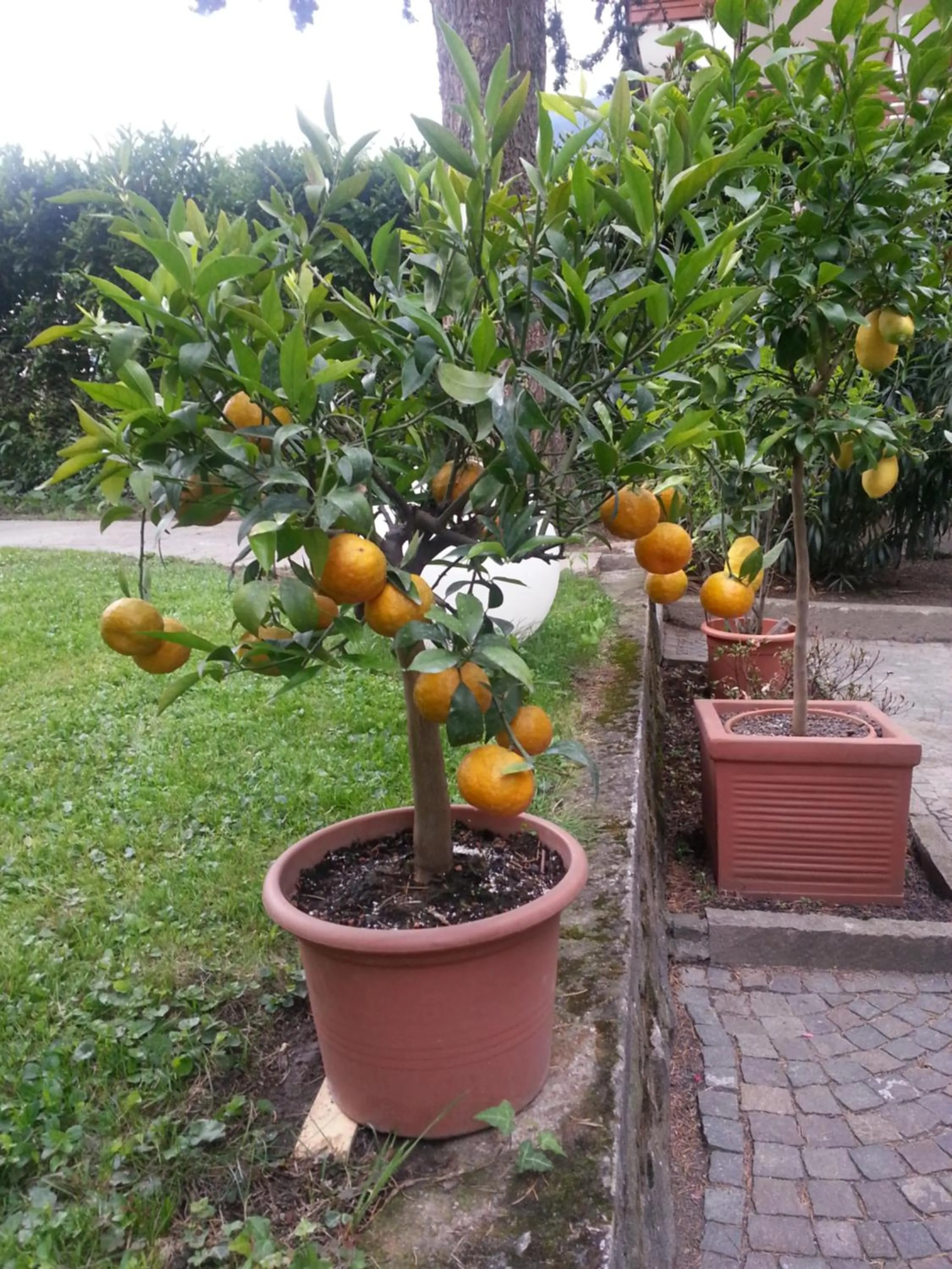 Natural landscape in Hotel Jasmin