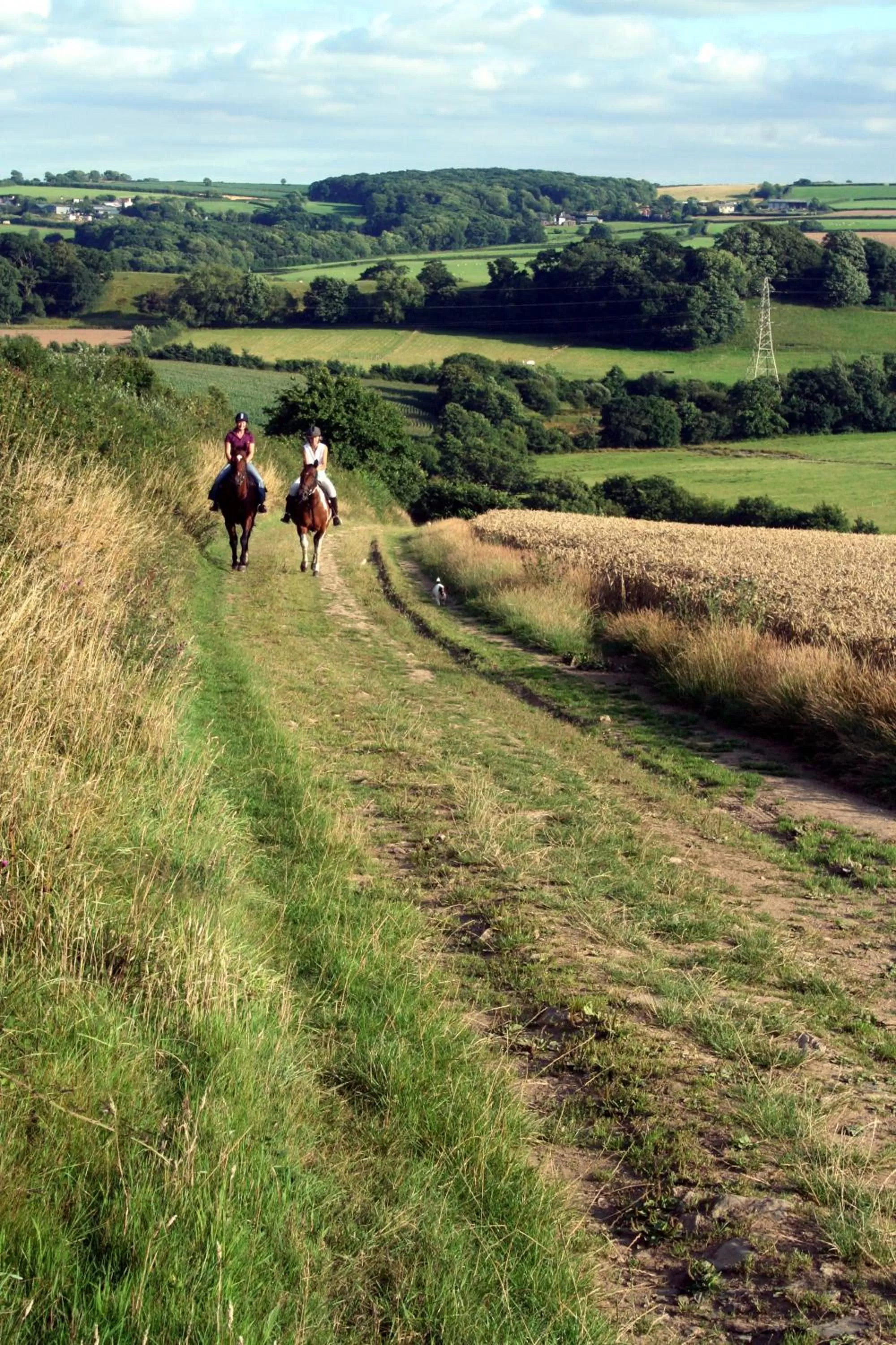 Activities in Hollamoor Farm