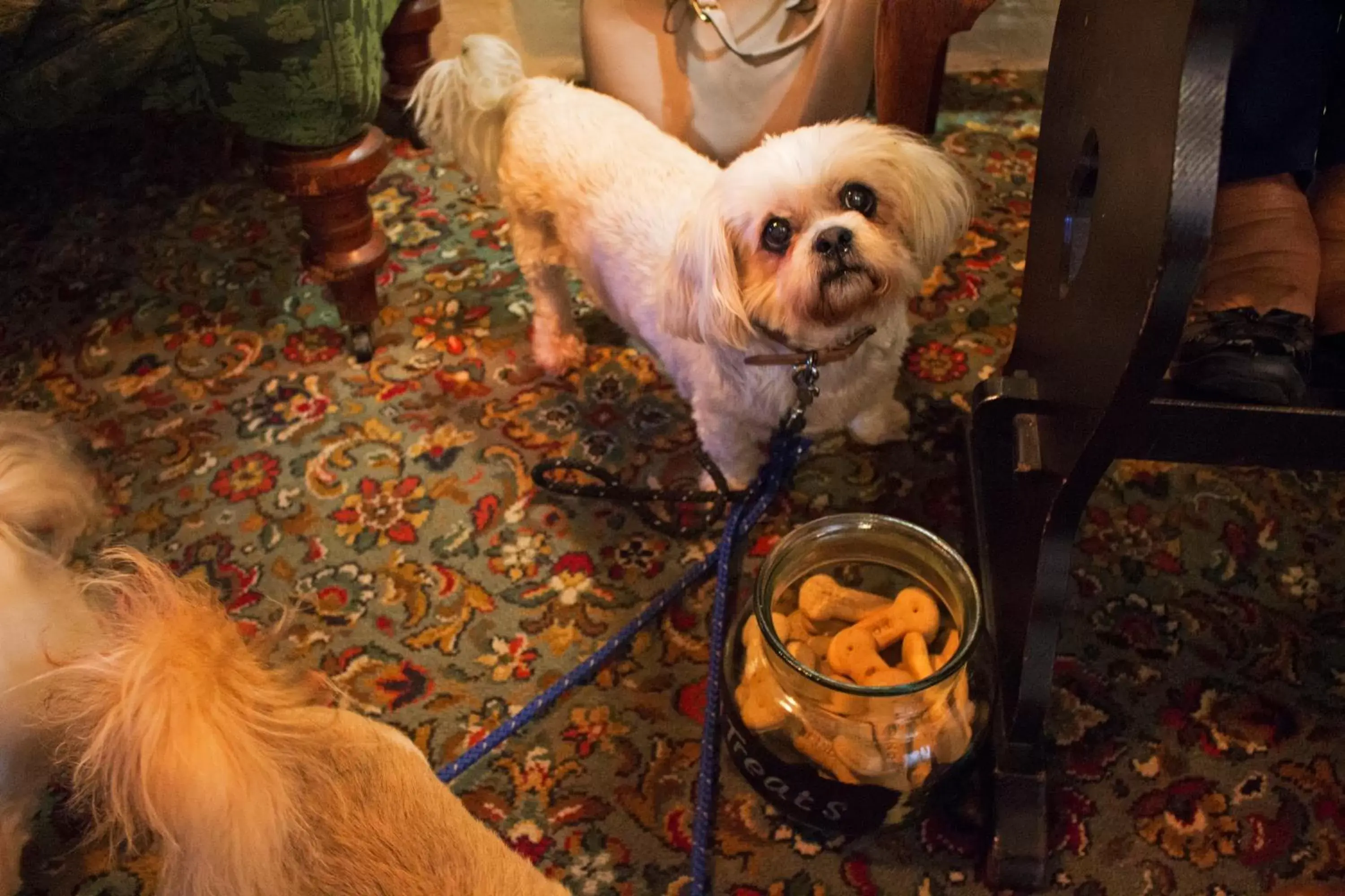 Pets in The Groes Inn