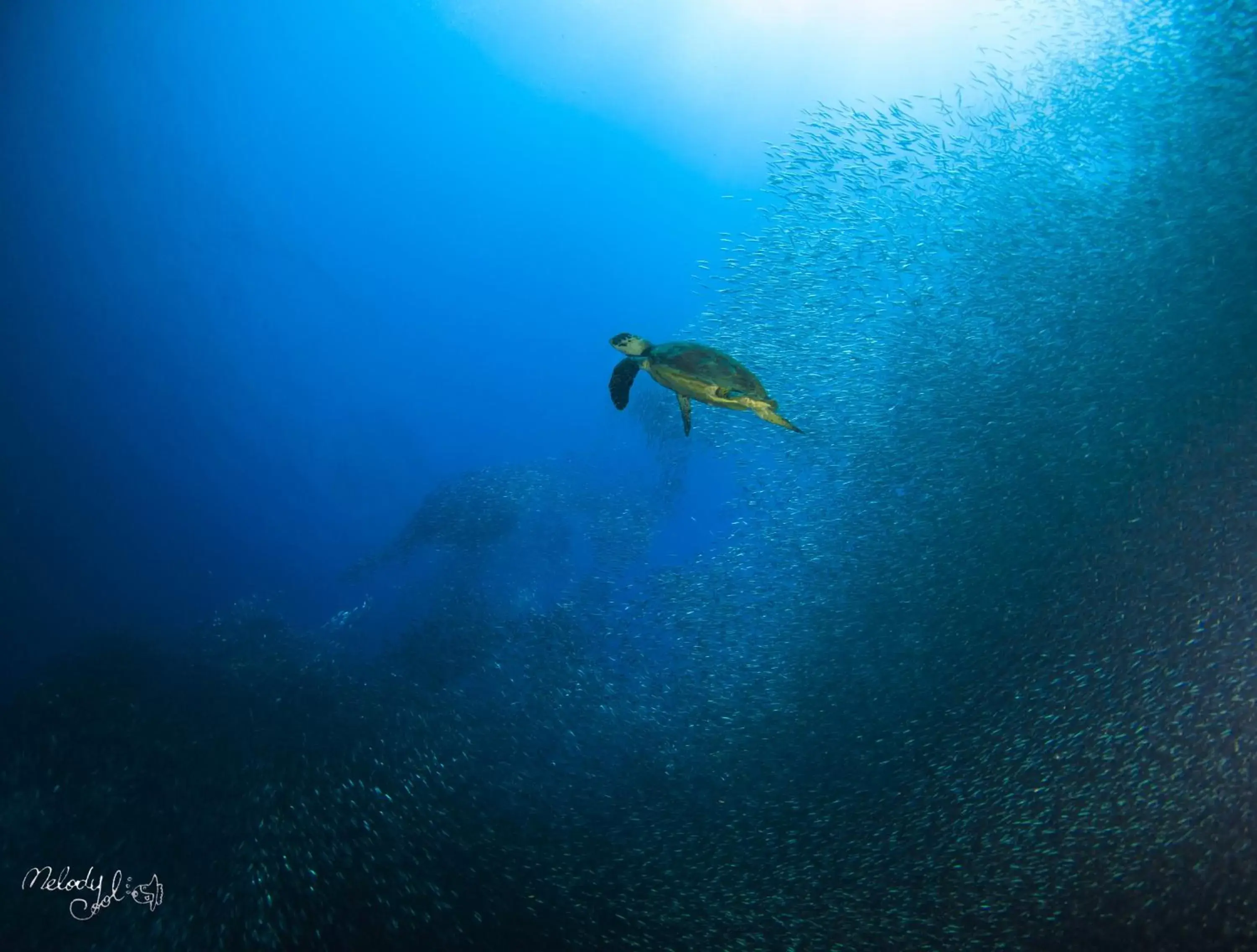 Diving, Other Animals in Turtle Bay Dive Resort