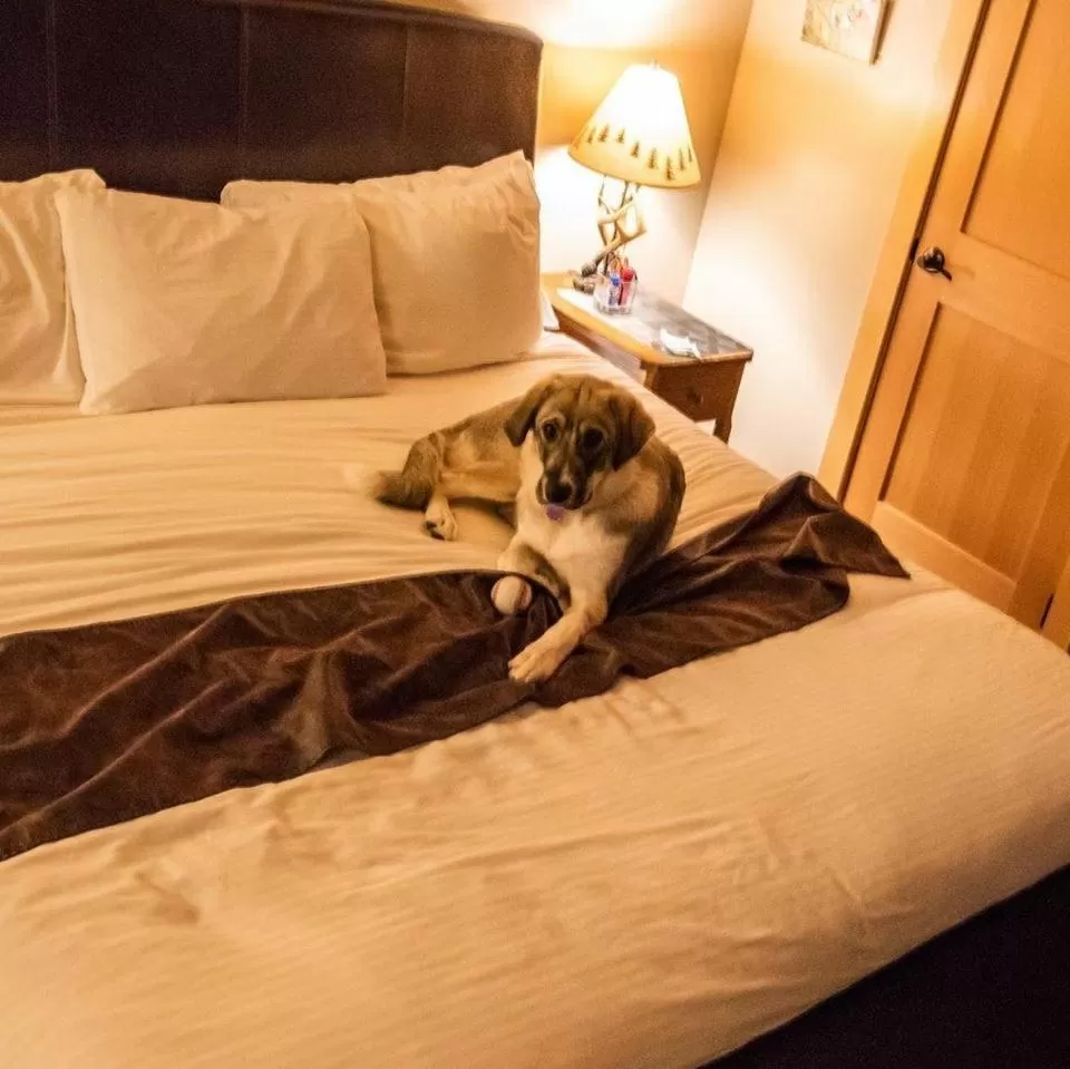 Pets in Twisp River Suites