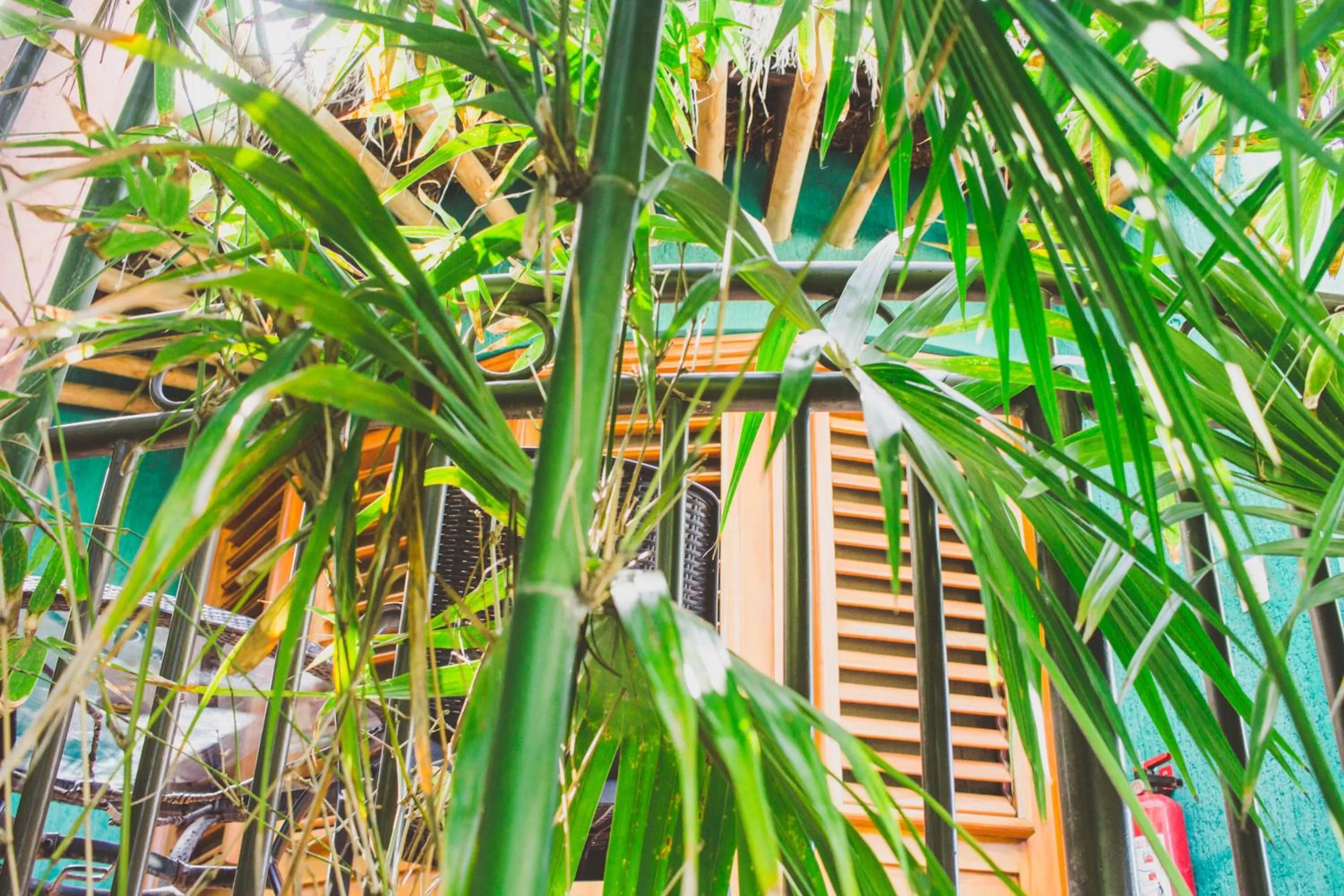 Balcony/Terrace in Cocos Cabañas Playa del Carmen Adults Only