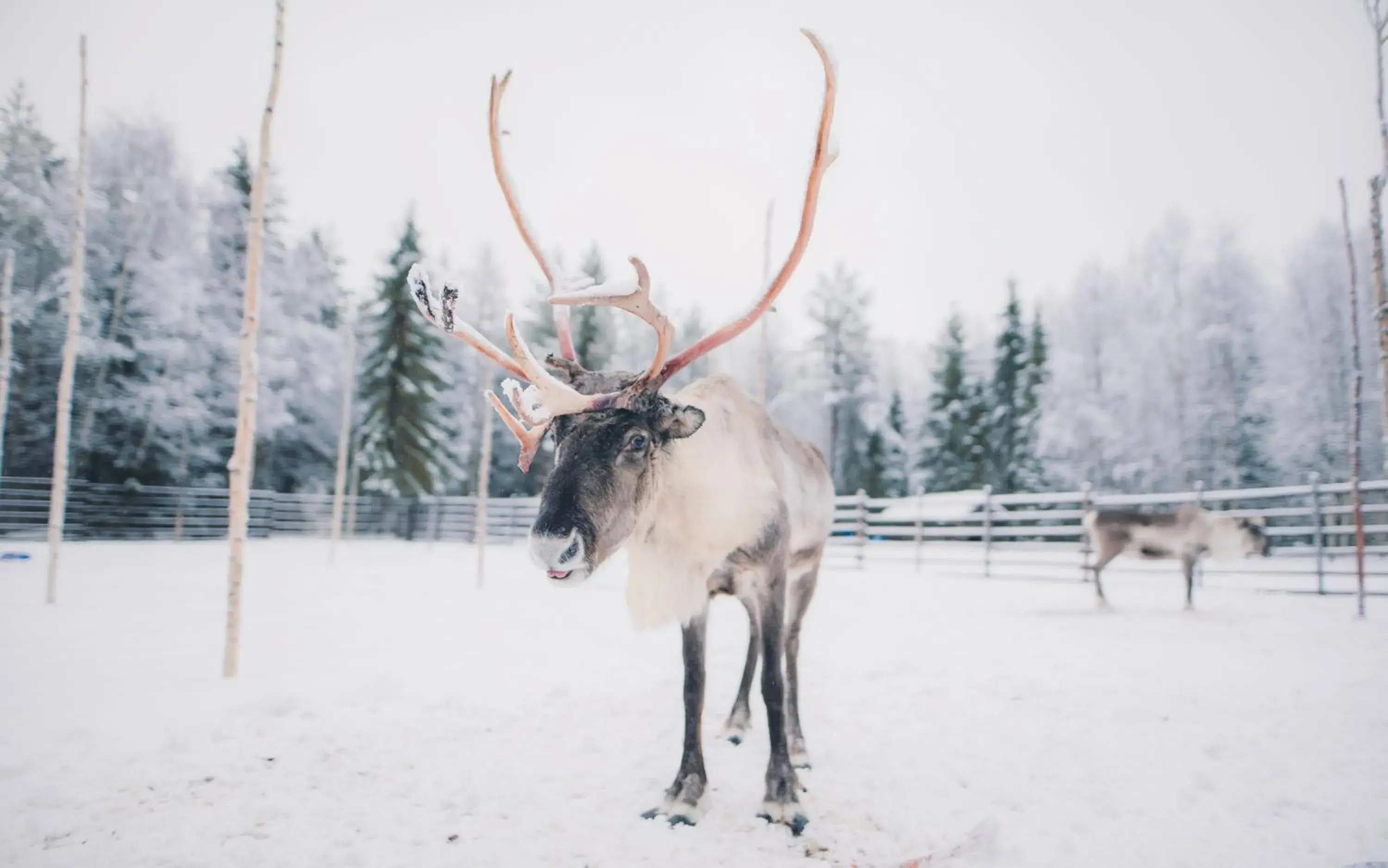 Off site, Other Animals in Arctic Light Hotel